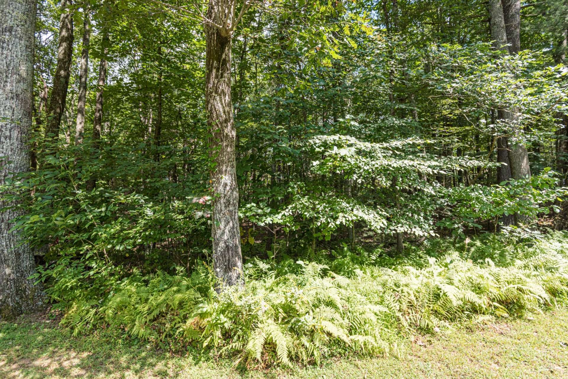 This 1.03 acre lot would be great for your mountain cabin, tiny home, park model or camper!  This lot is wooded and lays well, you can walk through the lot easily.