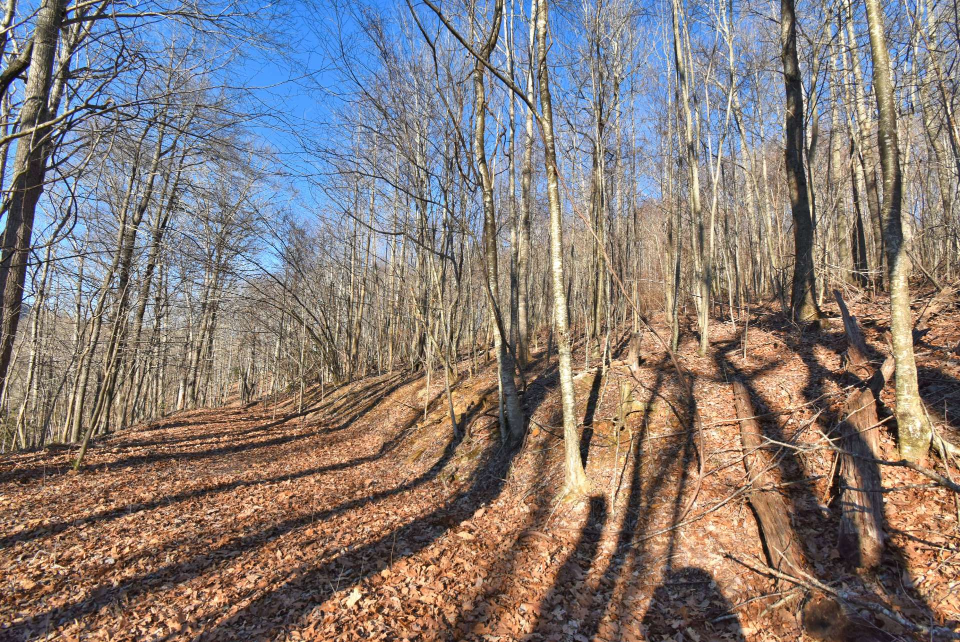 The land is to the right of Cannon Lane.