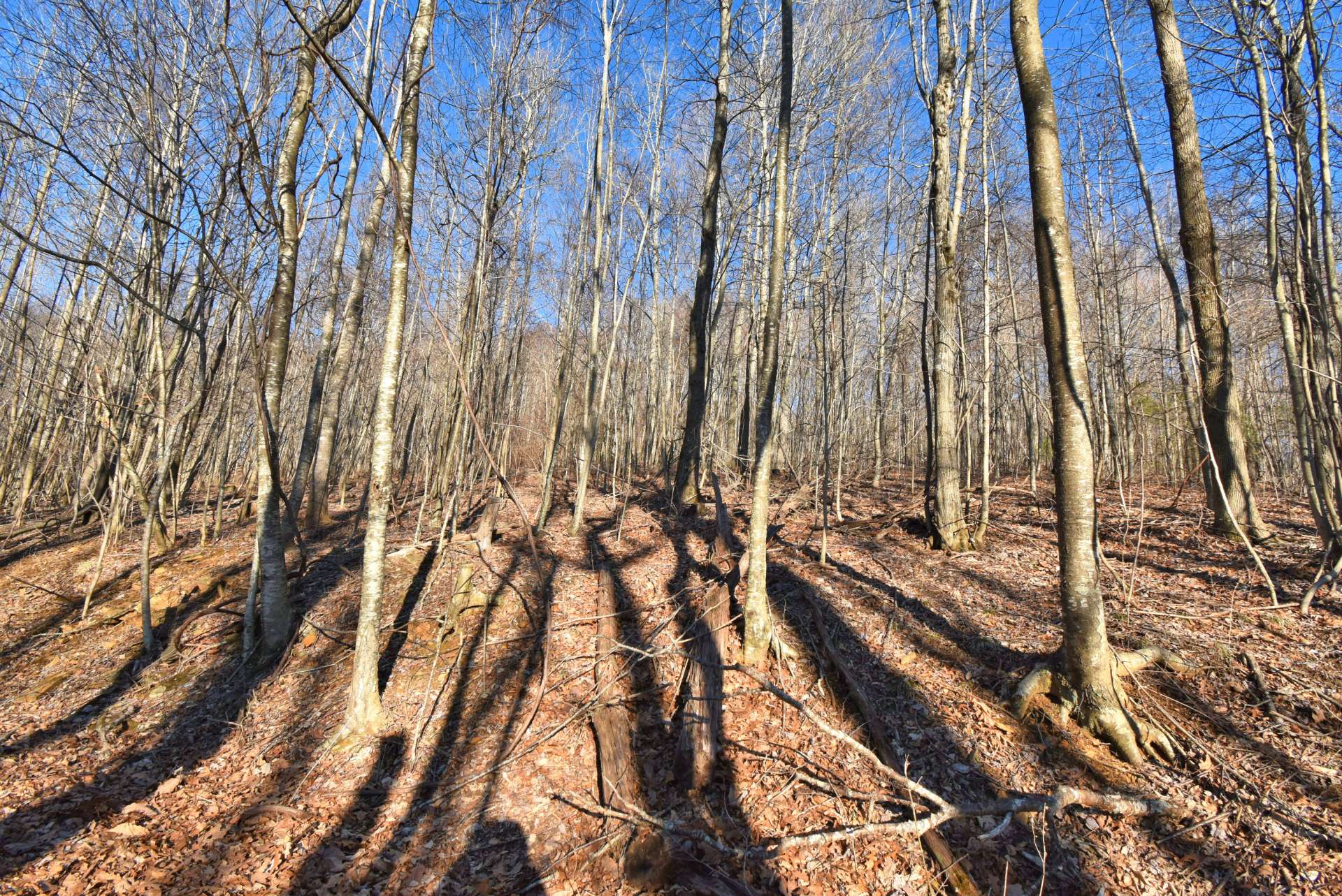 Soon Nature will paint this canvas with lush shades of greens as Spring arrives in the North Carolina mountains.