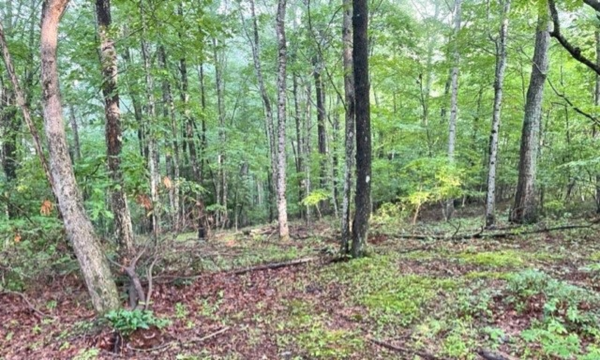 Unrestricted NC Mountain Homesite