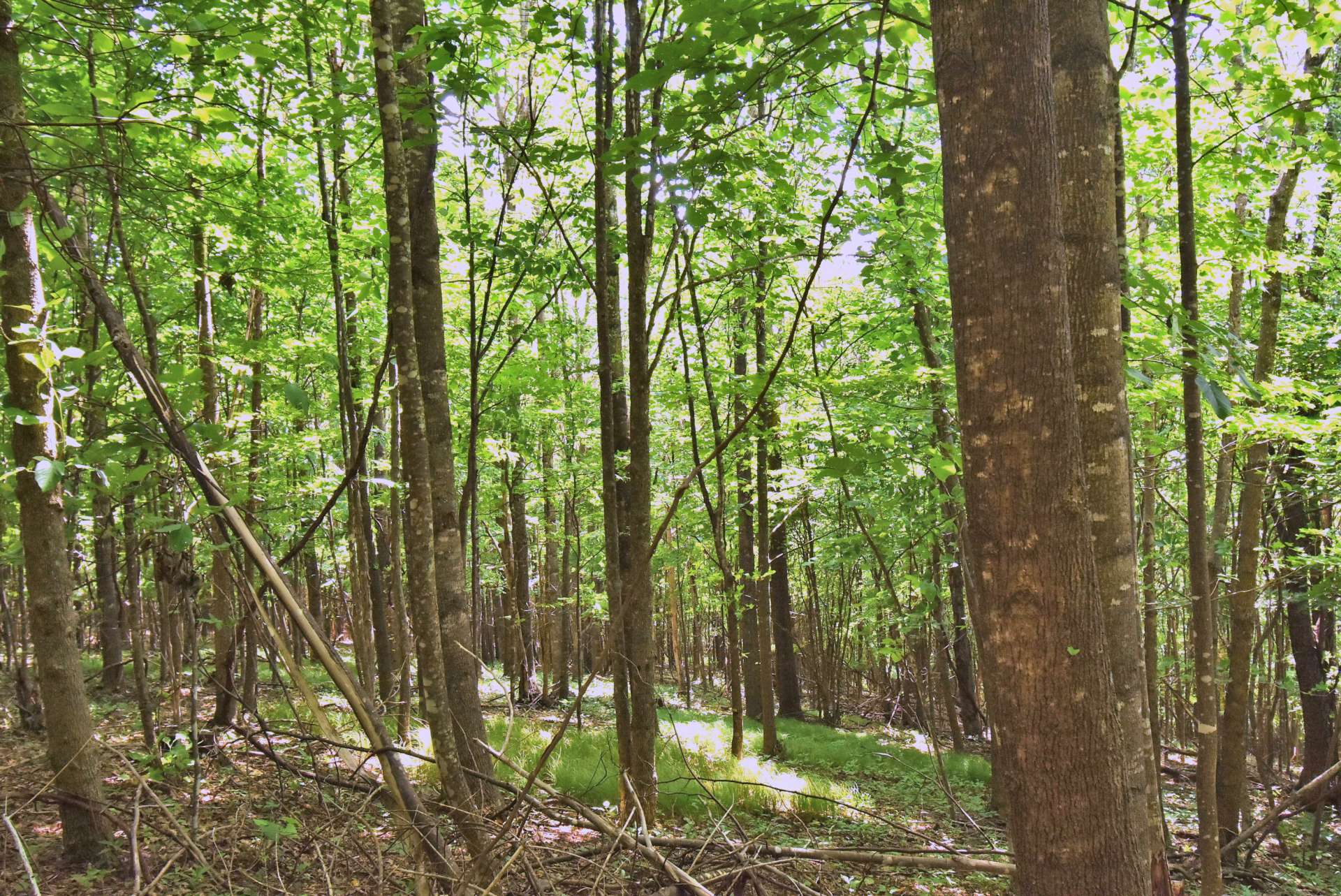 Beautifully wooded with native hardwoods, evergreens and mountain foliage.