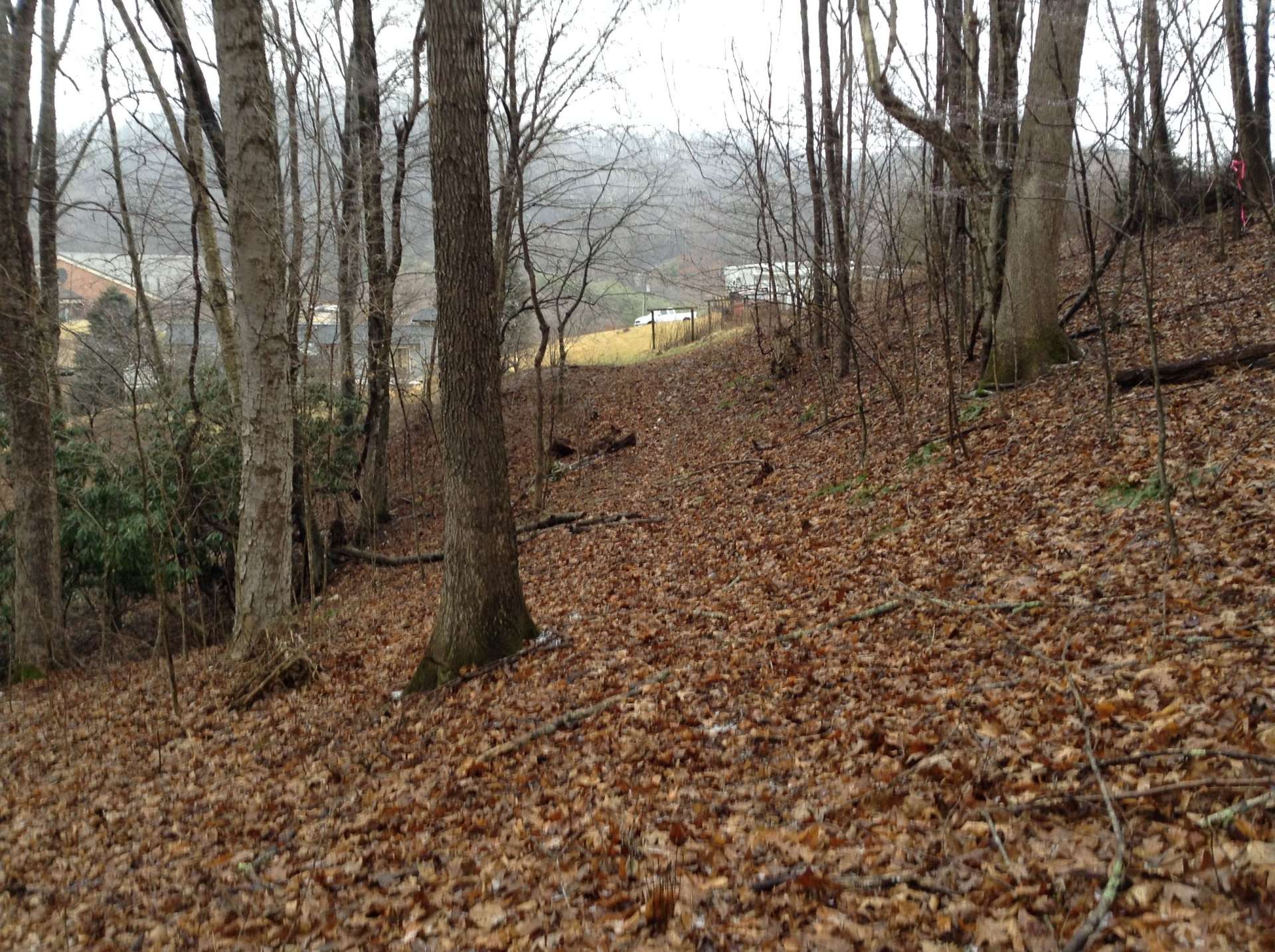 This photo shows the trees located on the right of the property.