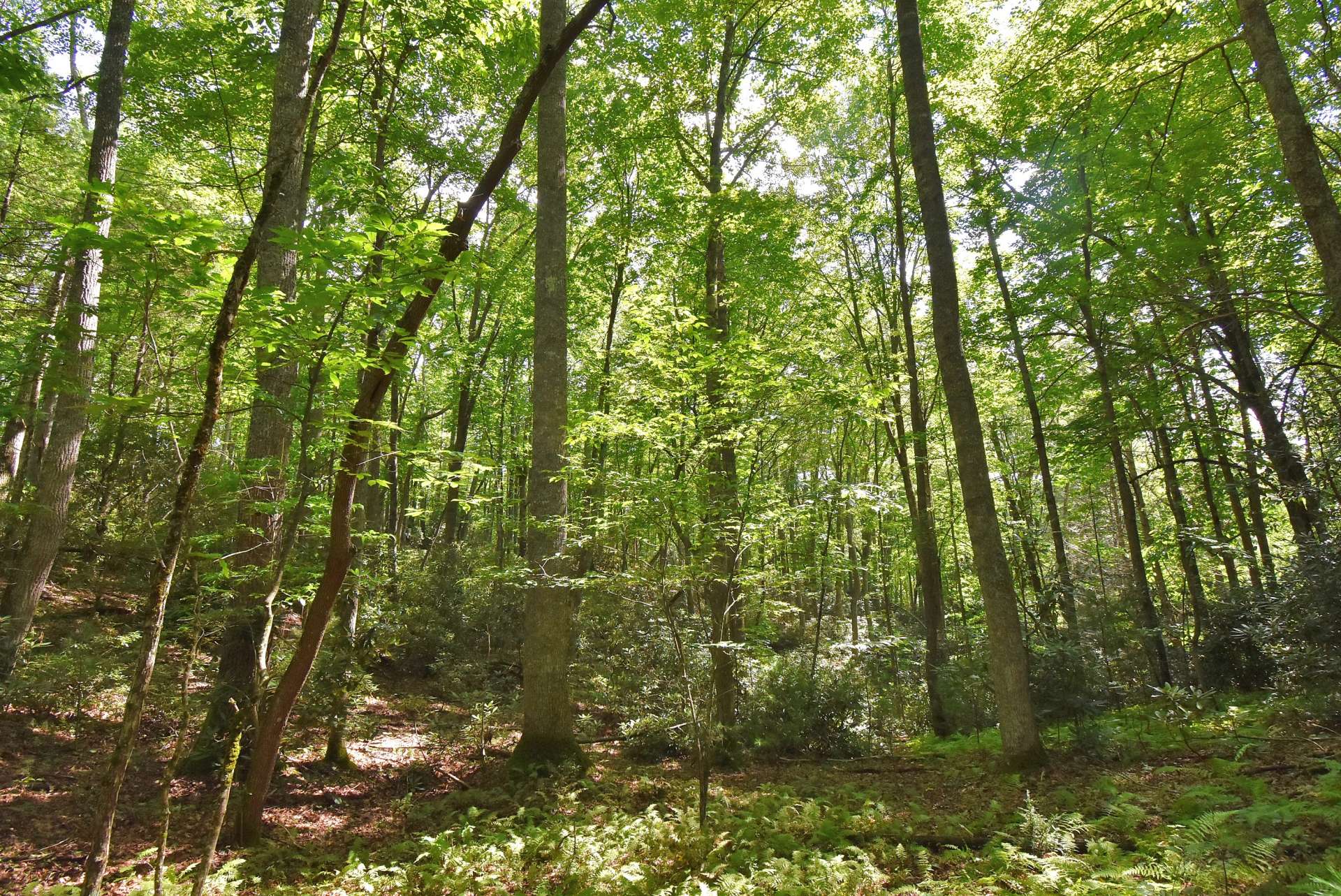 This property offers marketable timber, mostly gentle terrain, and multiple building sites.