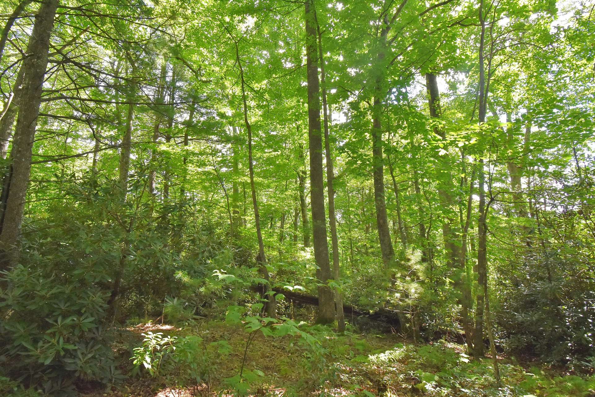 There is a nice little mountain stream along the eastern  boundary. Abundant wildlife  make this home creating an ideal hunter's paradise.