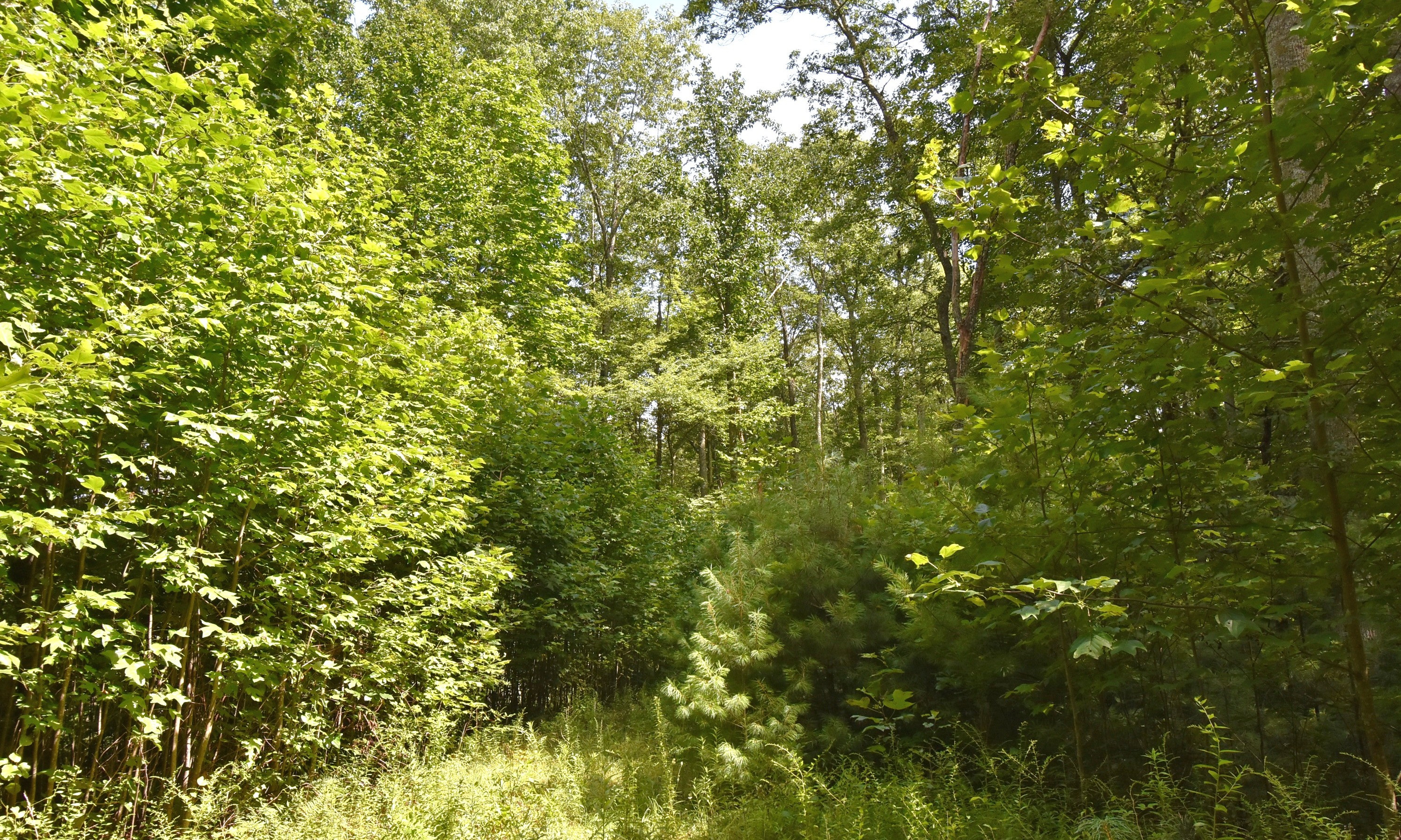Looking for a private unrestricted tract to construct your mountain cabin retreat or hunting cabin? Take a look at this 25.66 acre wooded tract in the Creston area of Ashe County.