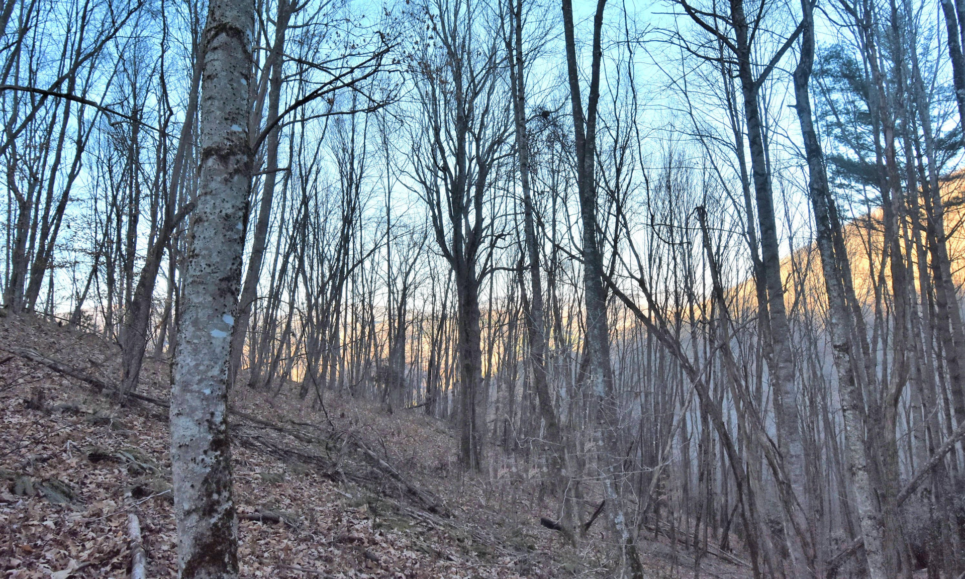 Unrestricted NC Mountain Wooded Land Lansing