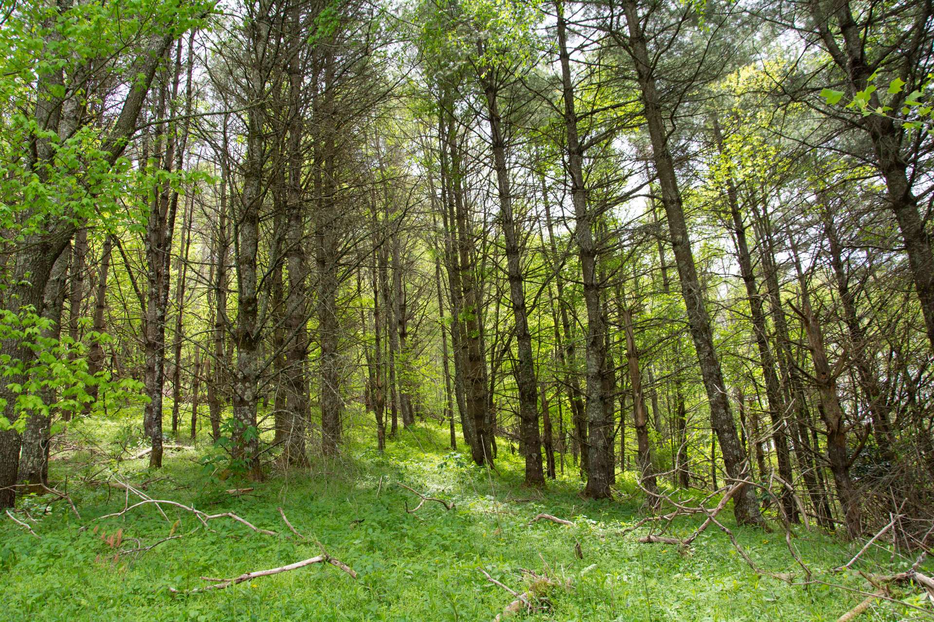 A mixture of native hardwoods, evergreens and mountain foliage combines for the ideal setting for your NC Mountain retreat or full time residence.