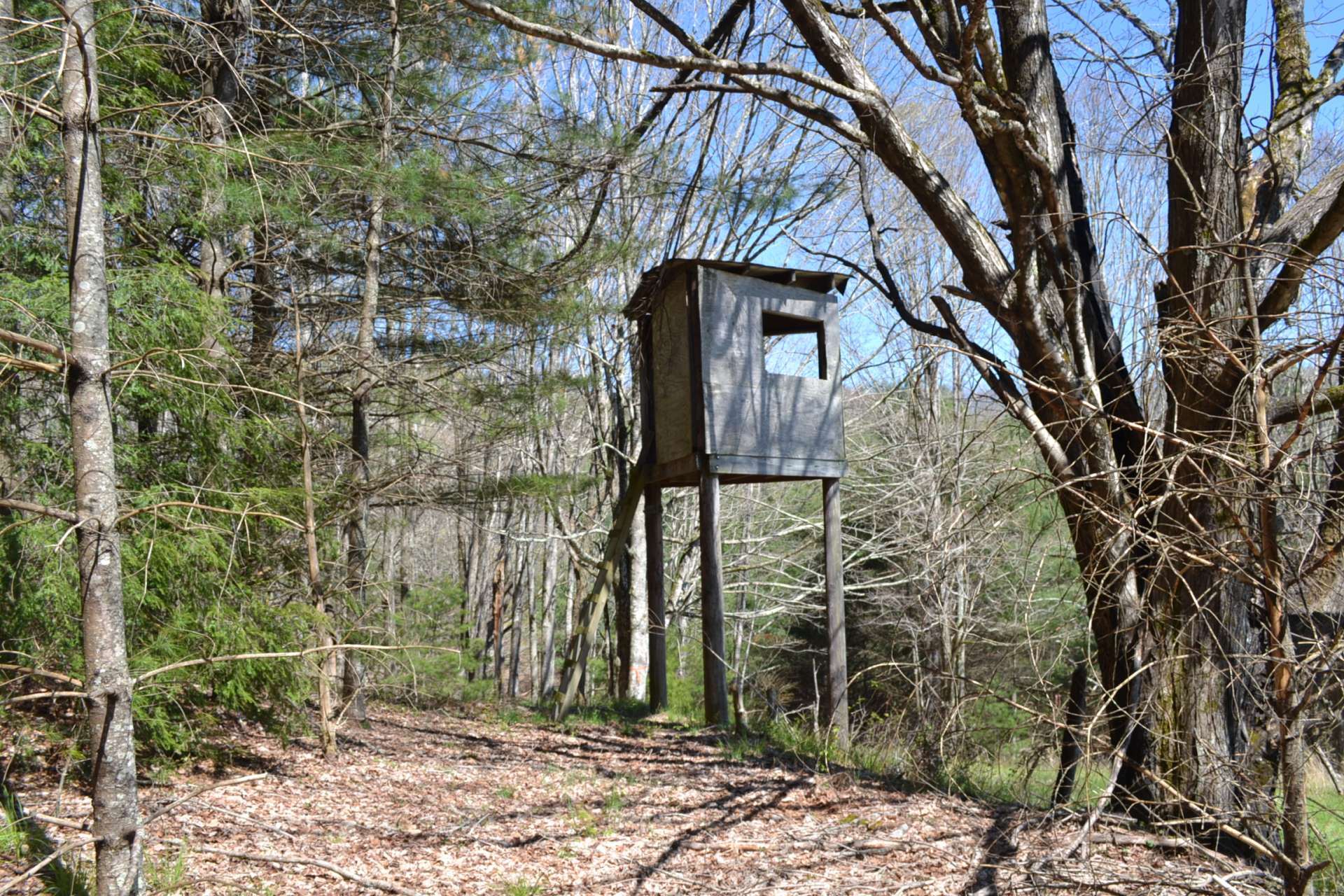 This road will bring to the second dear stand and open field with spectacular views.