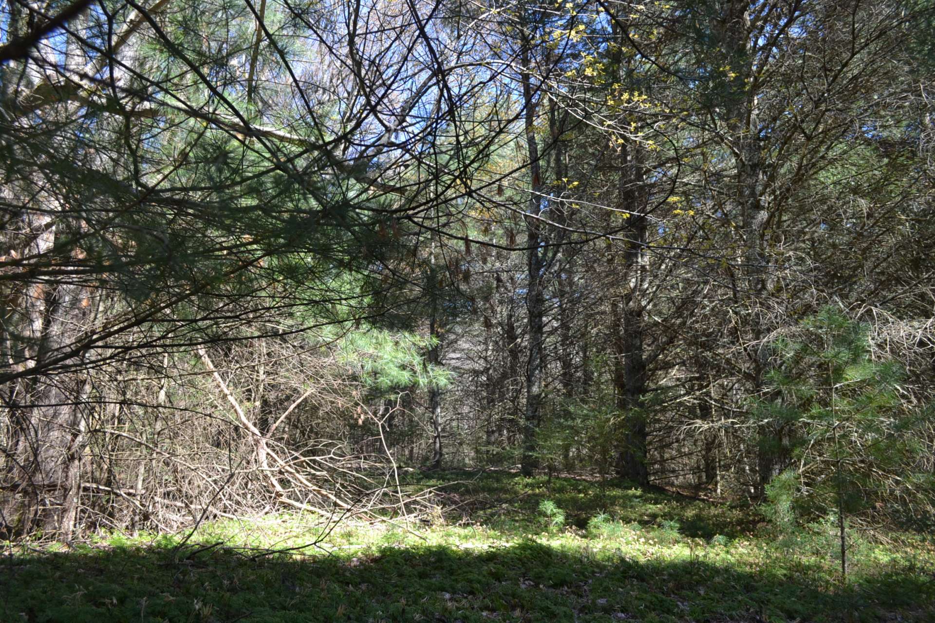 Shhhhhh...you might catch a glimpse of a whitetail deer, turkey, grouse, or black bear.