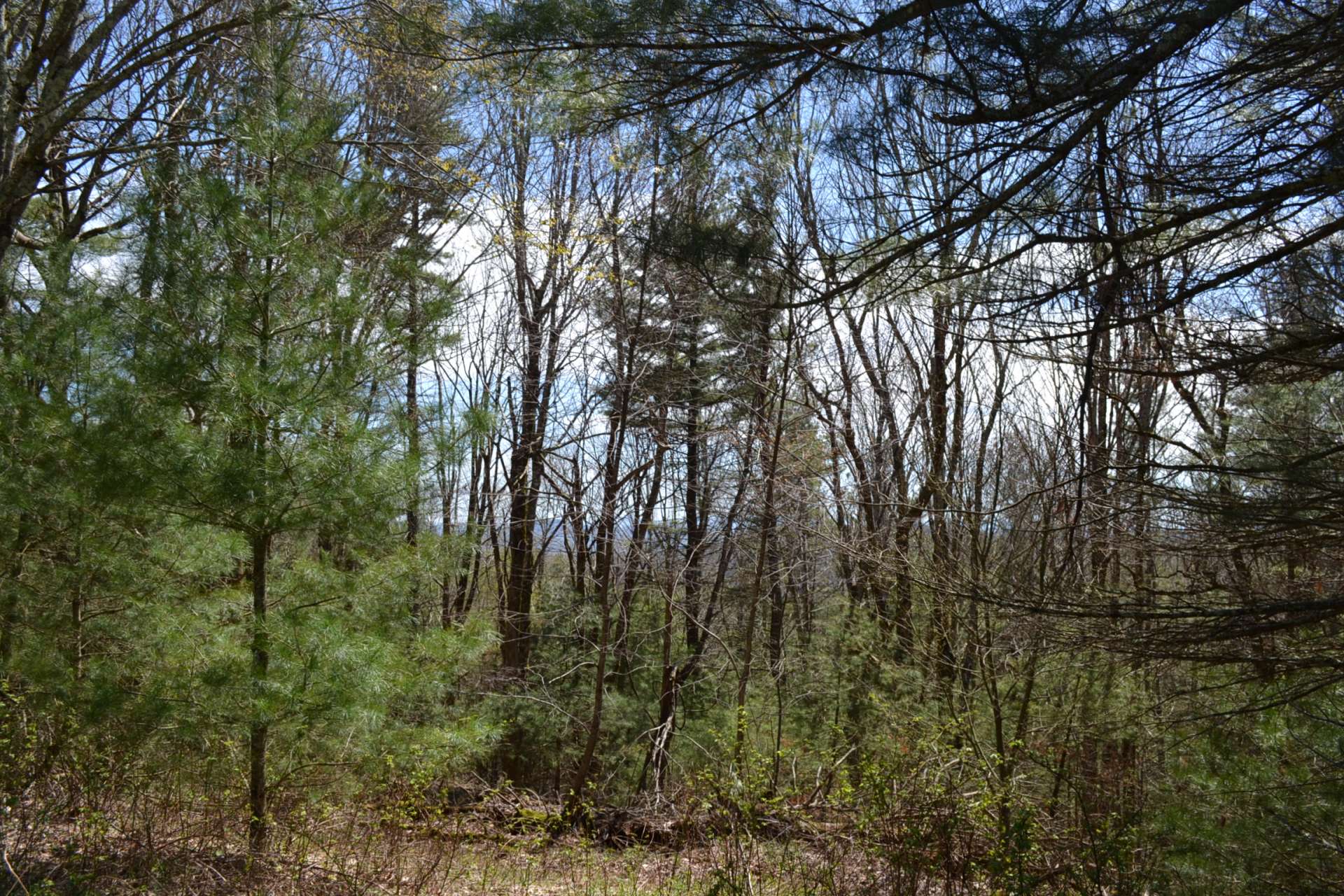 Or, build your mountain cabin beneath tall trees for a true mountain cabin experience.