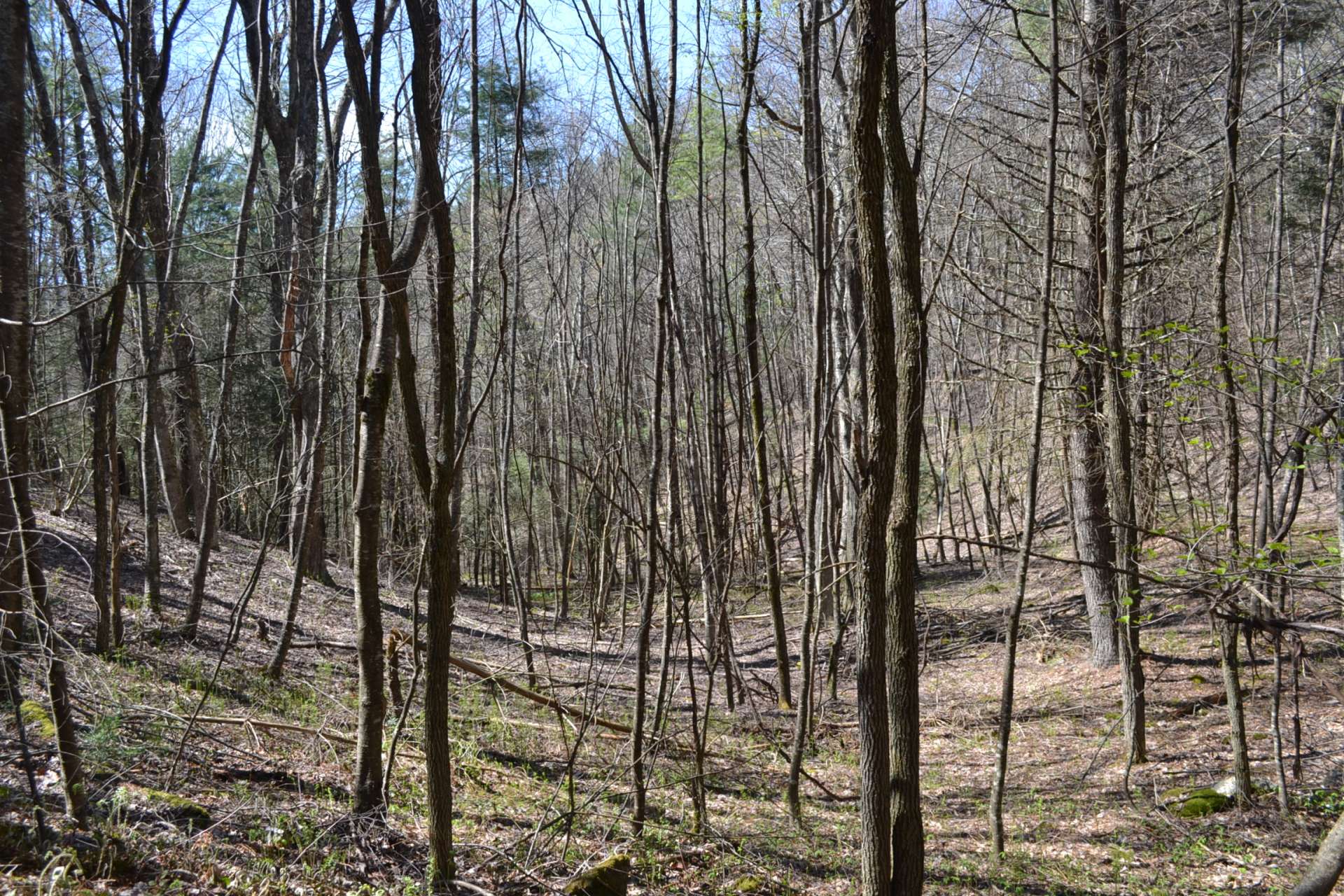 A great wooded habitat for wildlife.