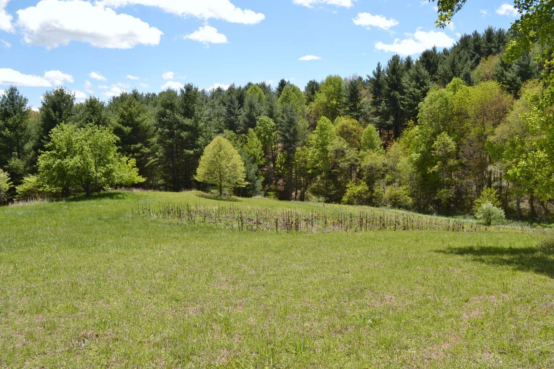 The current owner has planted corn patches and feeding plots for the deer habitat.