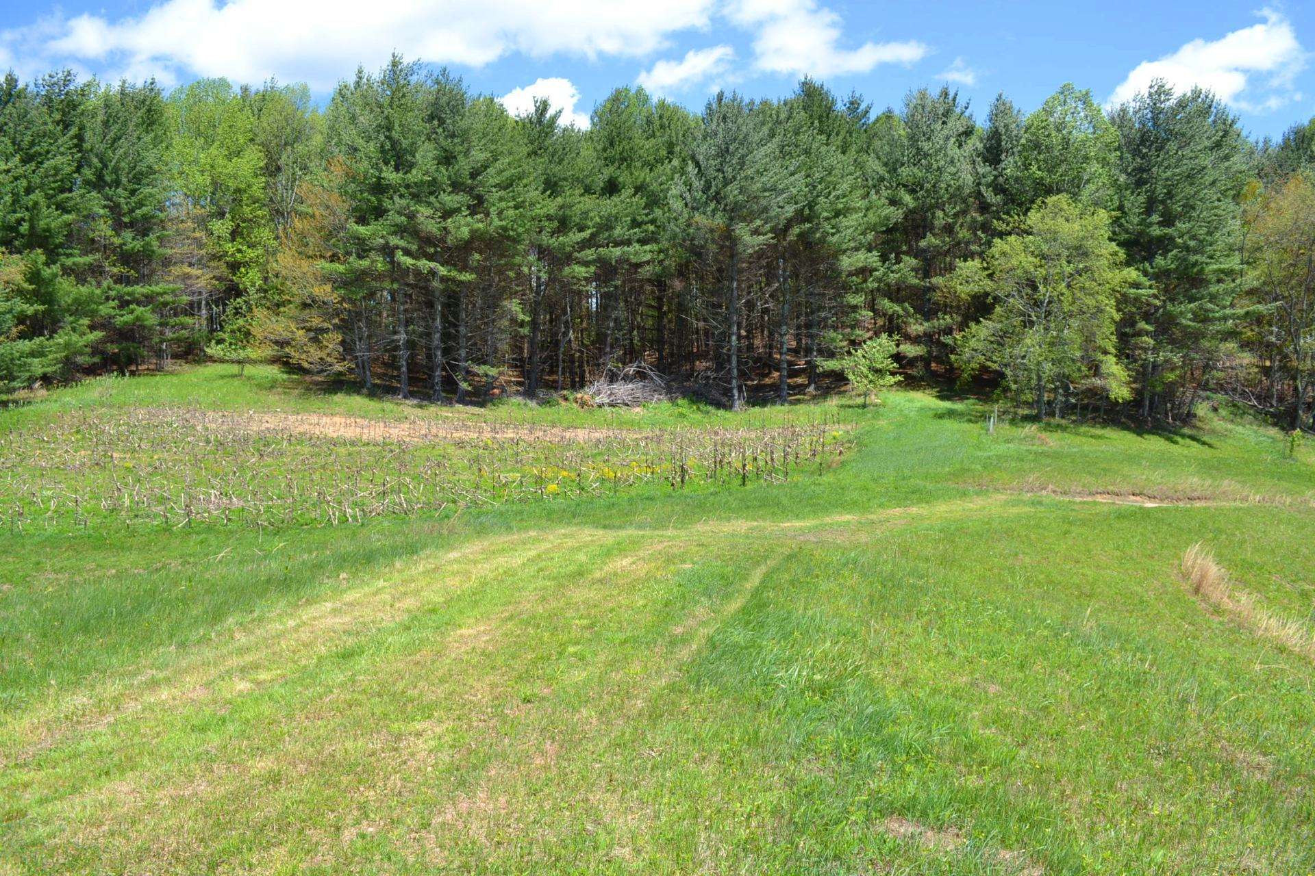 VA Mountain Hunting Paradise Acreage