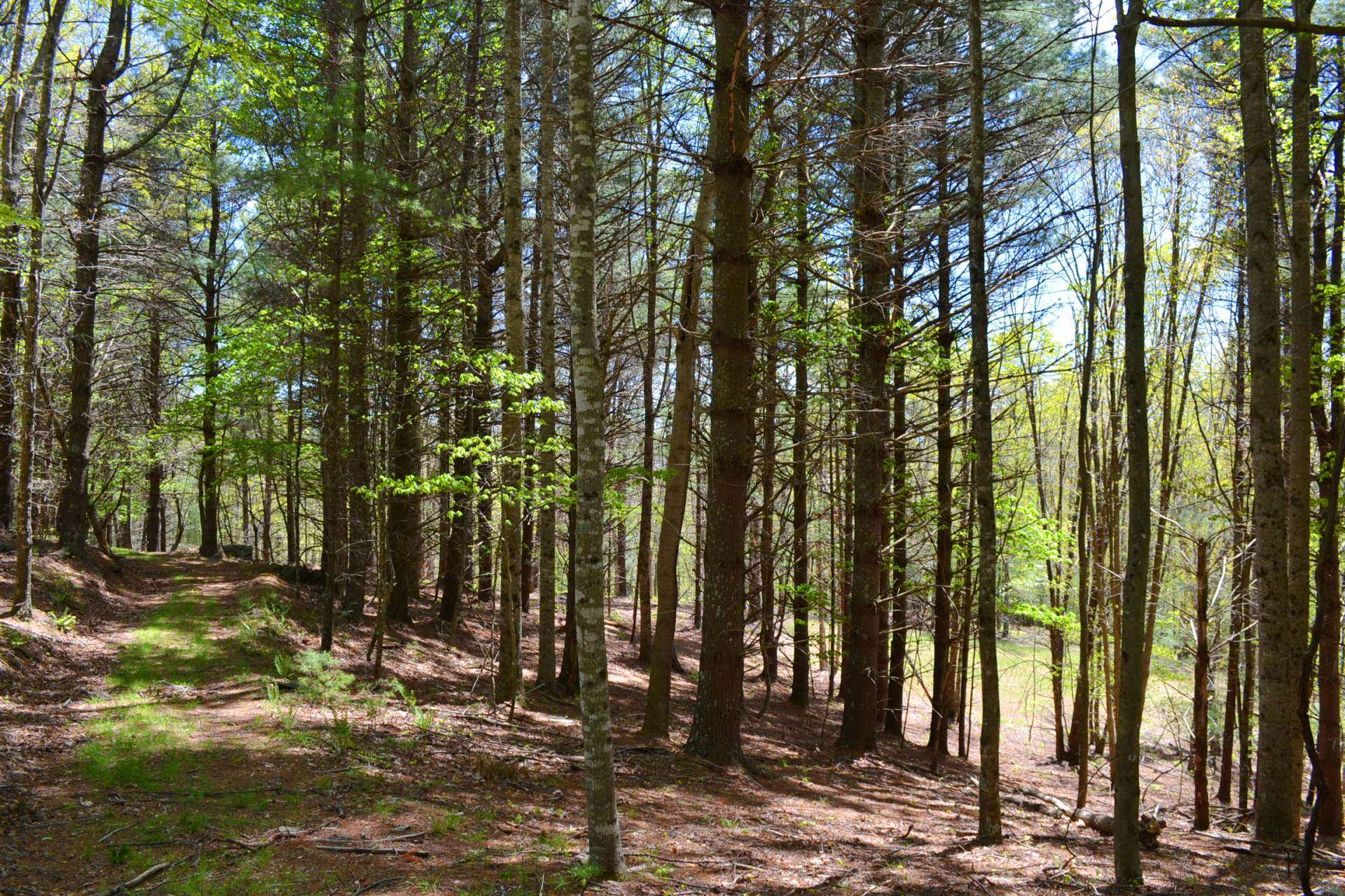 The avid hunter will appreciate the many trails, feeding plots and deer stands located throughout the property.