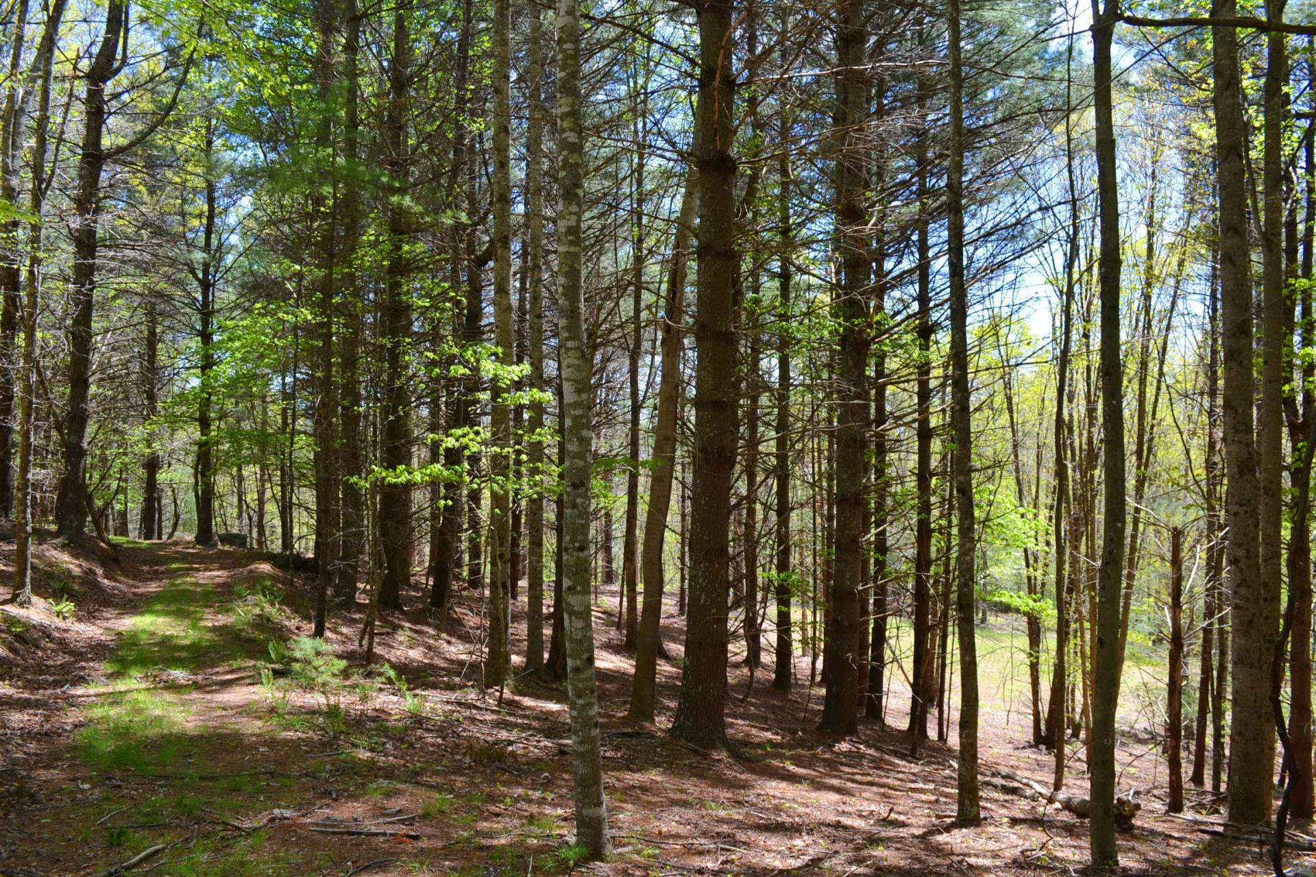 VA Mountain Hunting Paradise Acreage