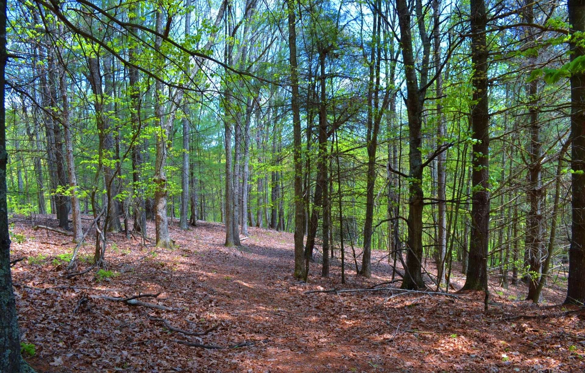 VA Mountain Hunting Paradise Acreage