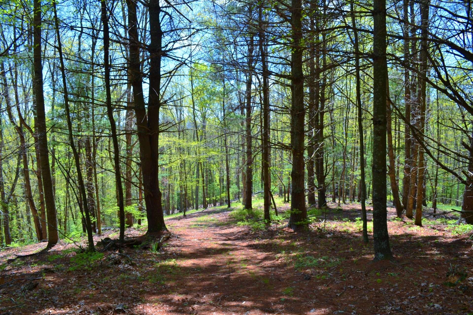 VA Mountain Hunting Paradise Acreage