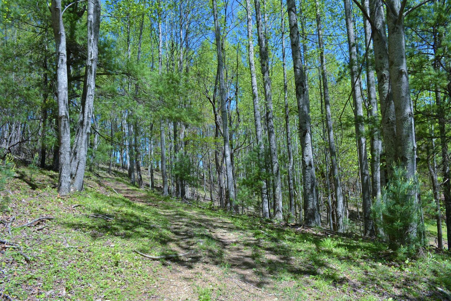 VA Mountain Hunting Paradise Acreage