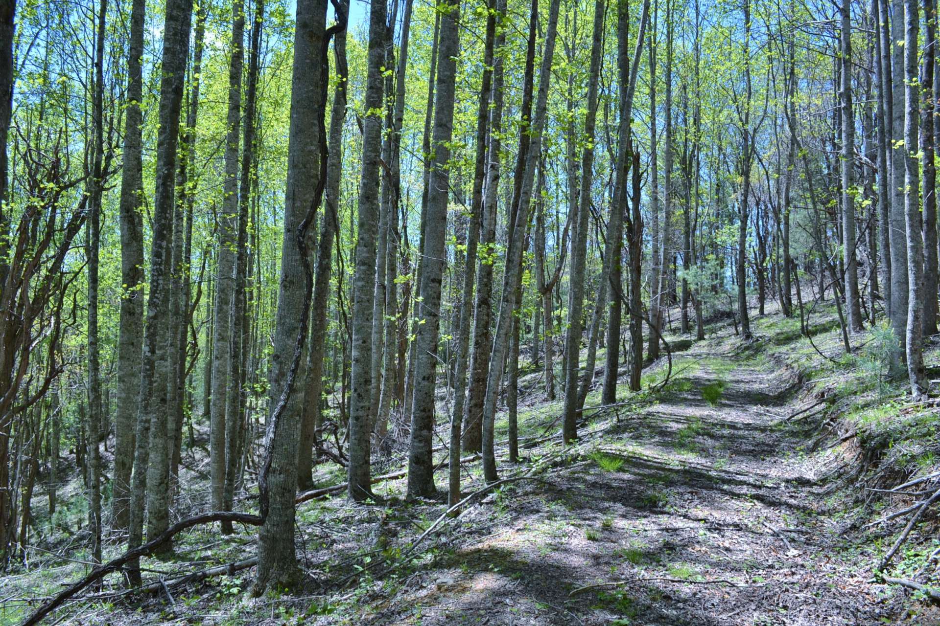 VA Mountain Hunting Paradise Acreage