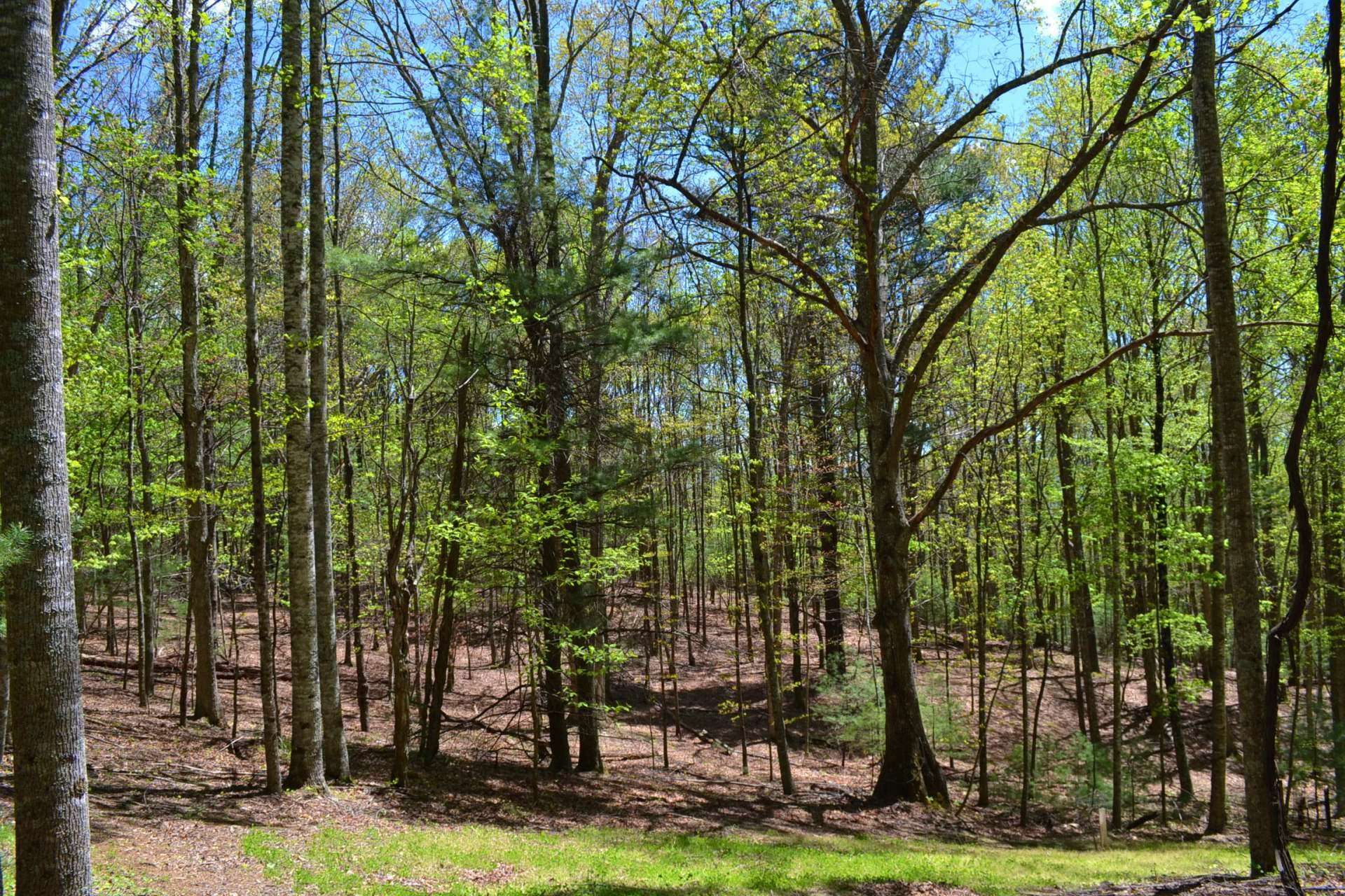 VA Mountain Hunting Paradise Acreage