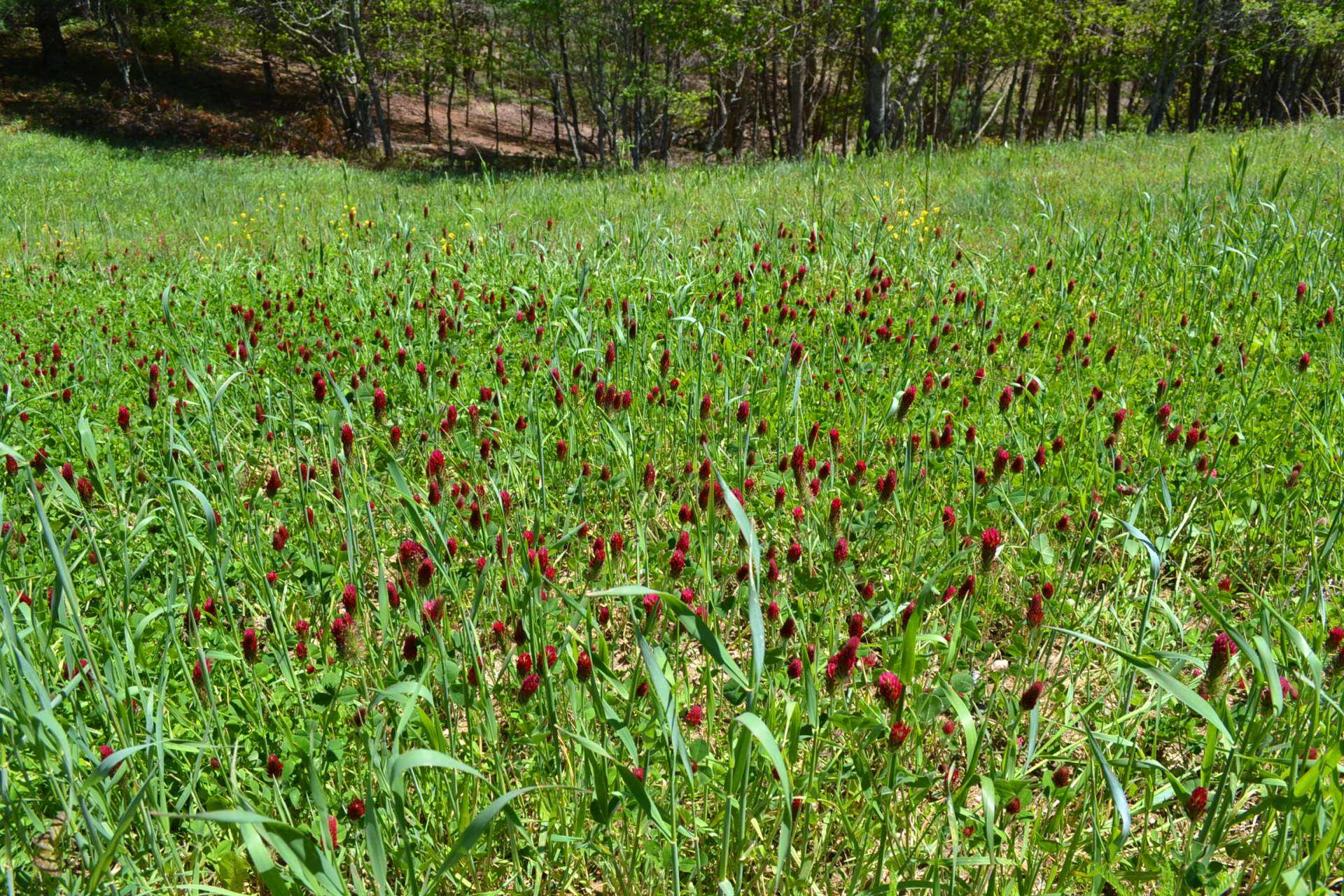 You will also find lots of red topped clover, which we understand is another favorite food for deer and used in many herbal remedies.