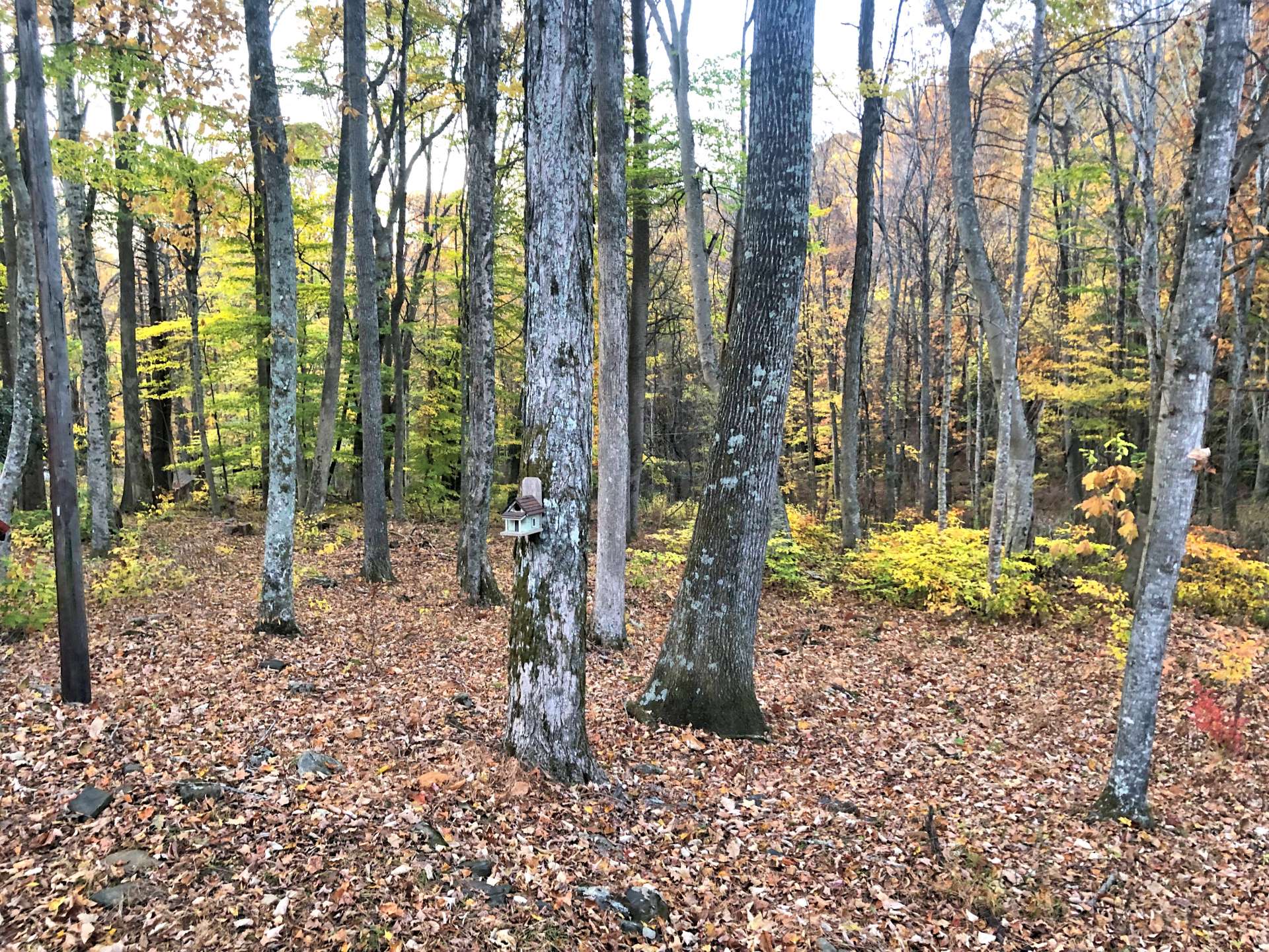 Your view as you sit on the back porch