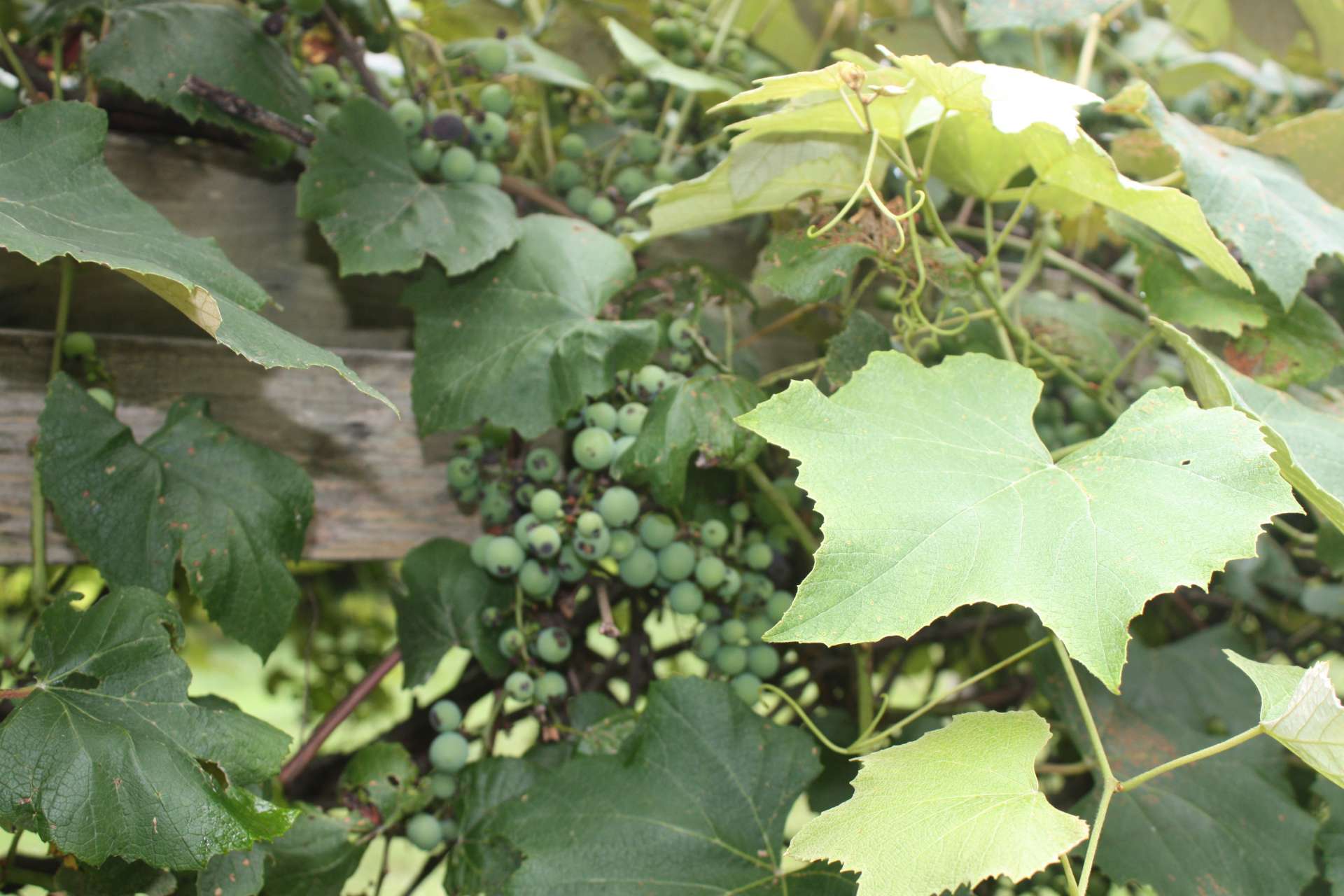 Plus, a great bounty of grapes from your Concord grapevine.