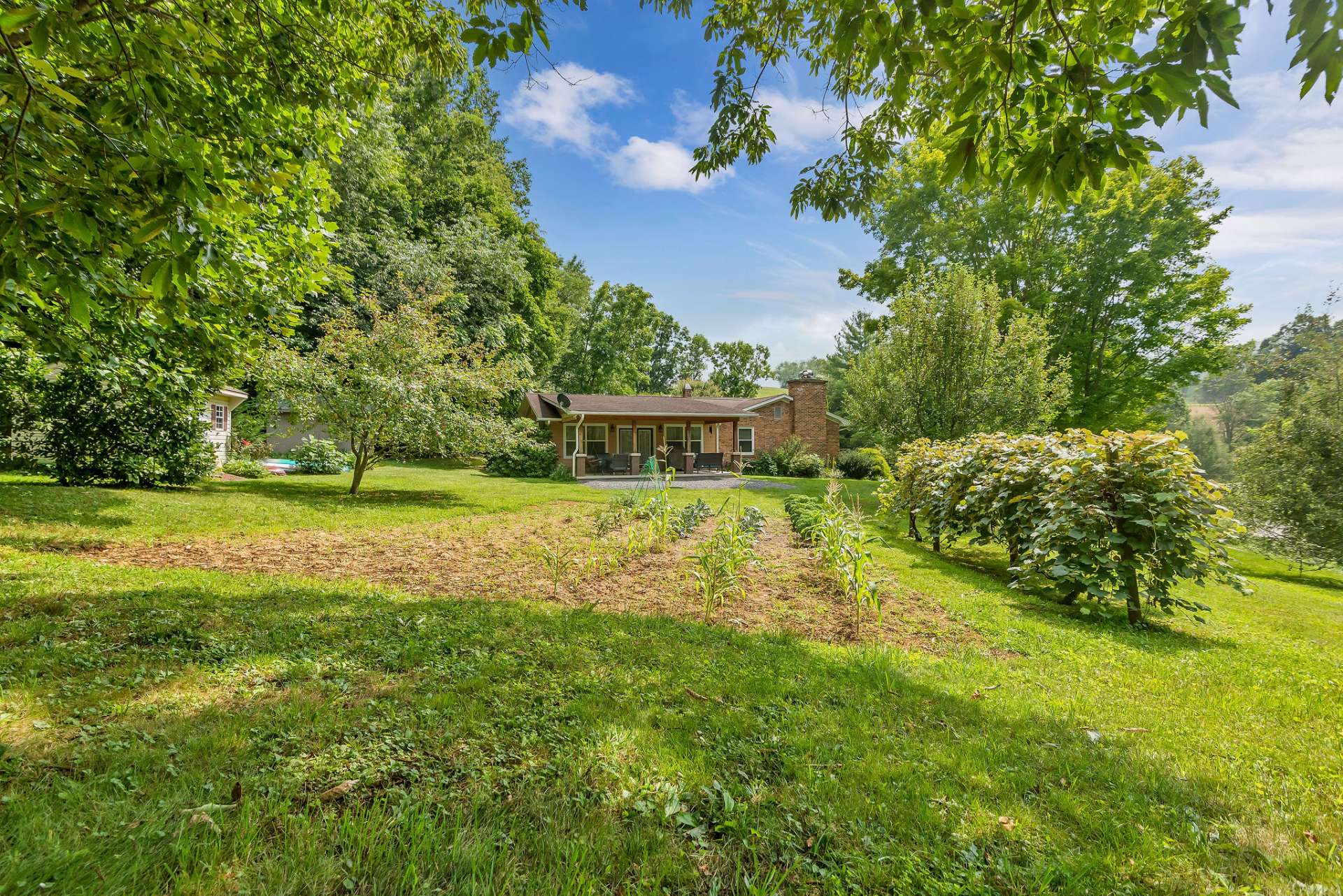 Wonderful gardening space and Concord grapevine