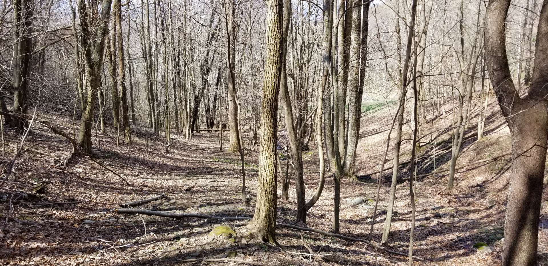 The woodlands  provide a great opportunity to observe wildlife.  Also notice the timber potential.