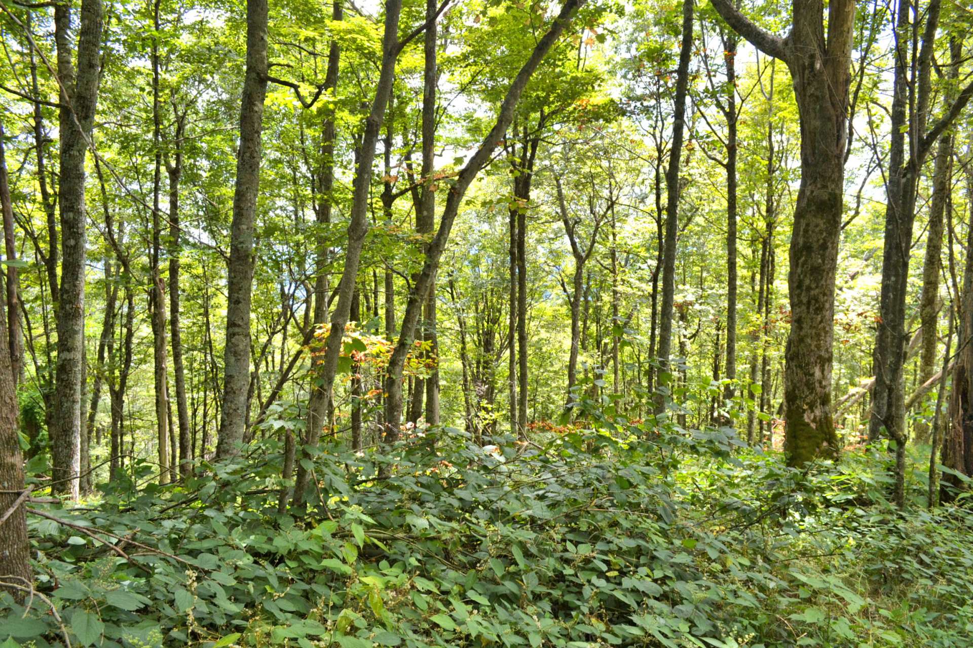 You will enjoy a mixture of hardwoods, evergreens, and native mountain foliage.