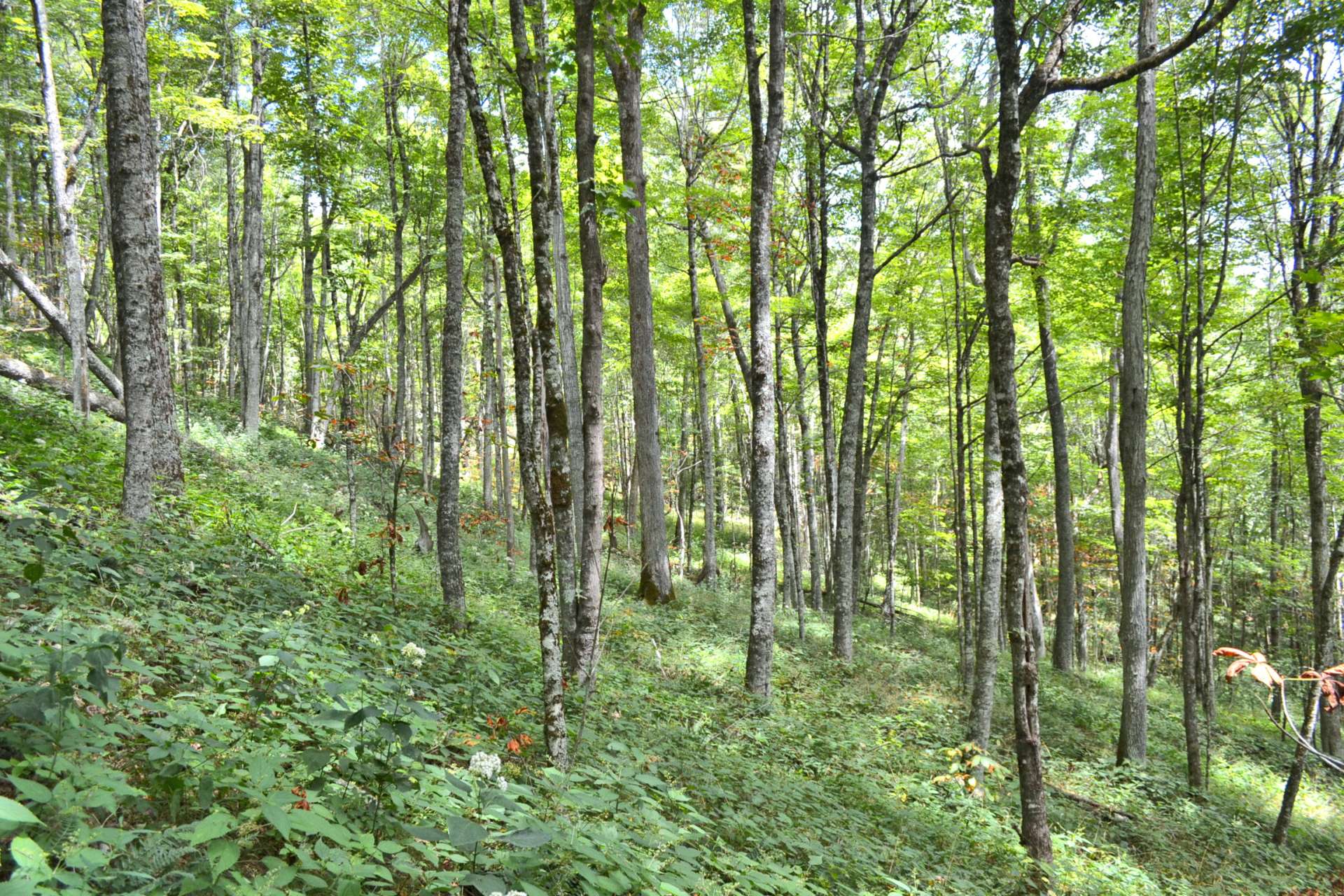 The terrain ranges from gently rolling to sloping, providing a wonderful mountain home environment.