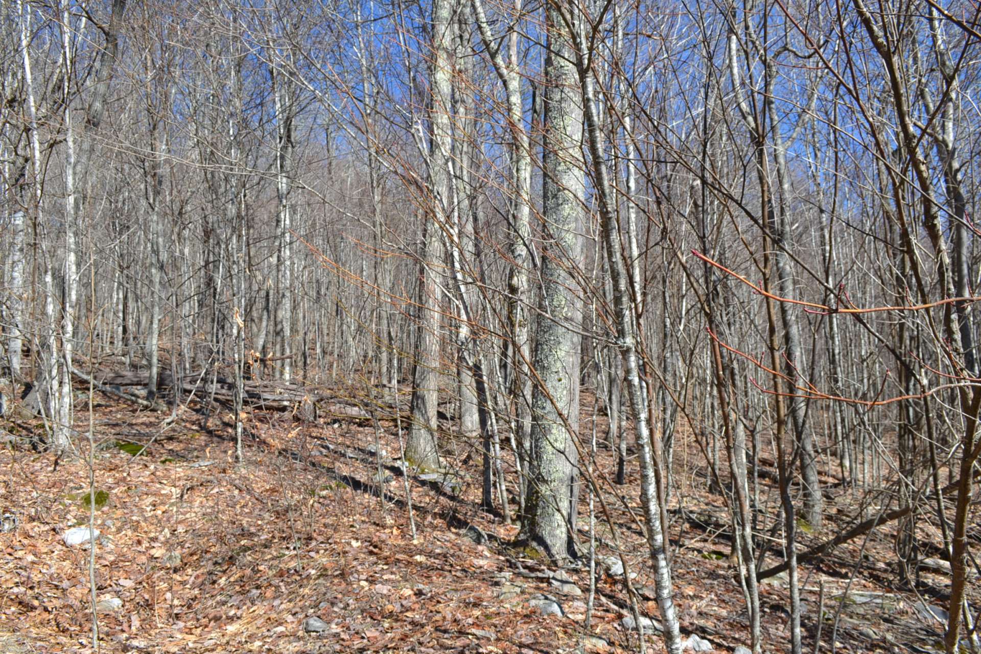 Lot 21 borders the Jefferson National Forest and is a 5.46 acre home site priced at $65,000. SOLD