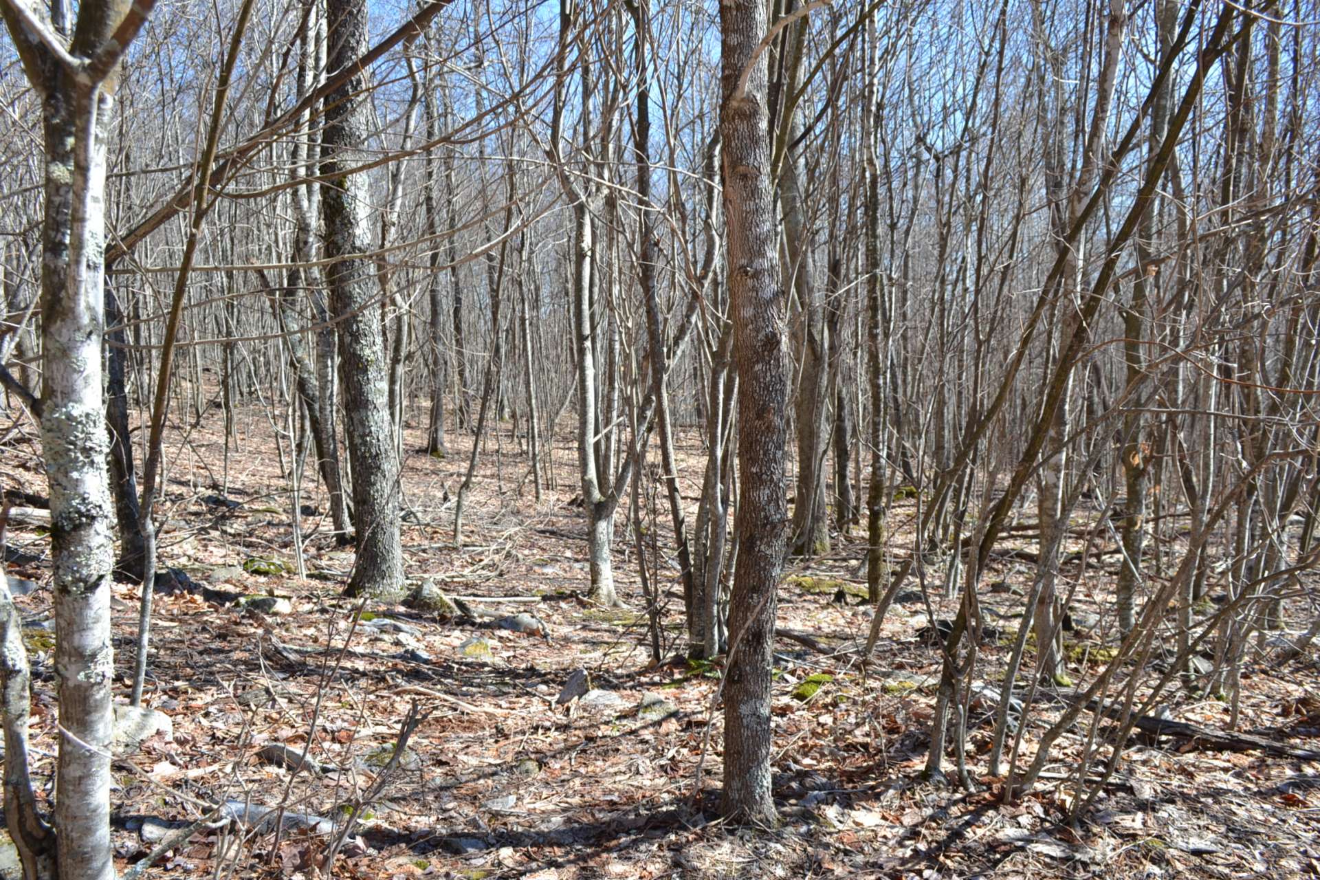 All home sites on Holiday Lane have access to the National Forest.