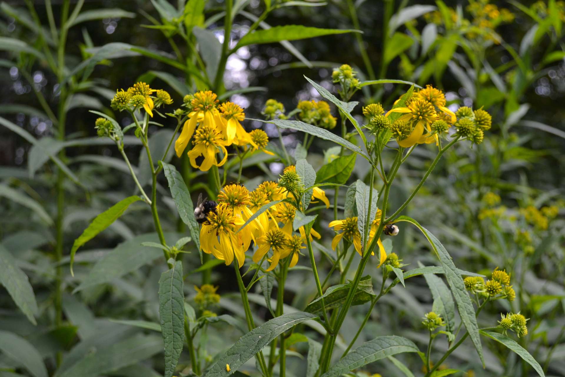 A diverse mixture of hardwoods, evergreens, and native mountain foliage.