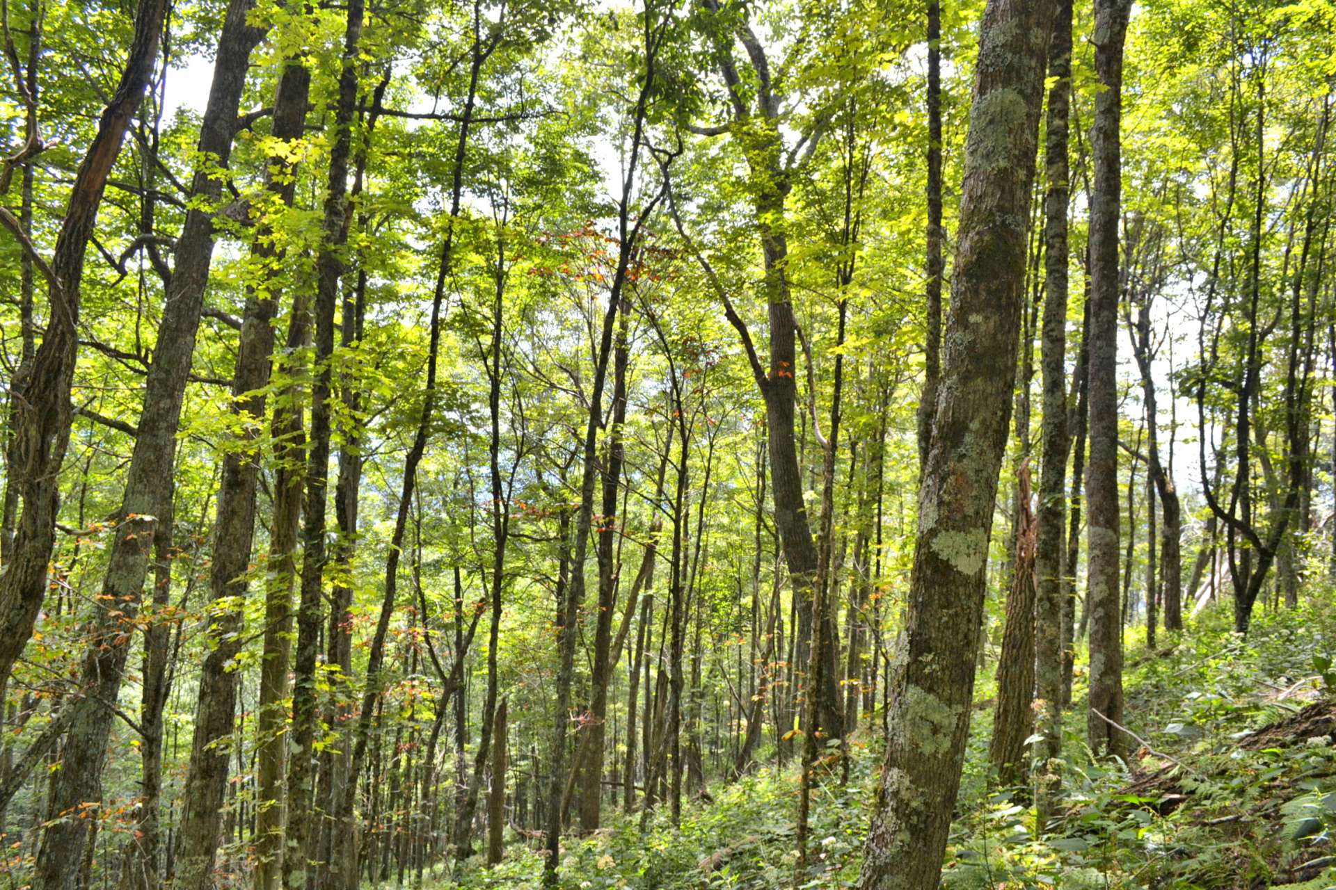 The natural habitat is home to abundant wildlife.