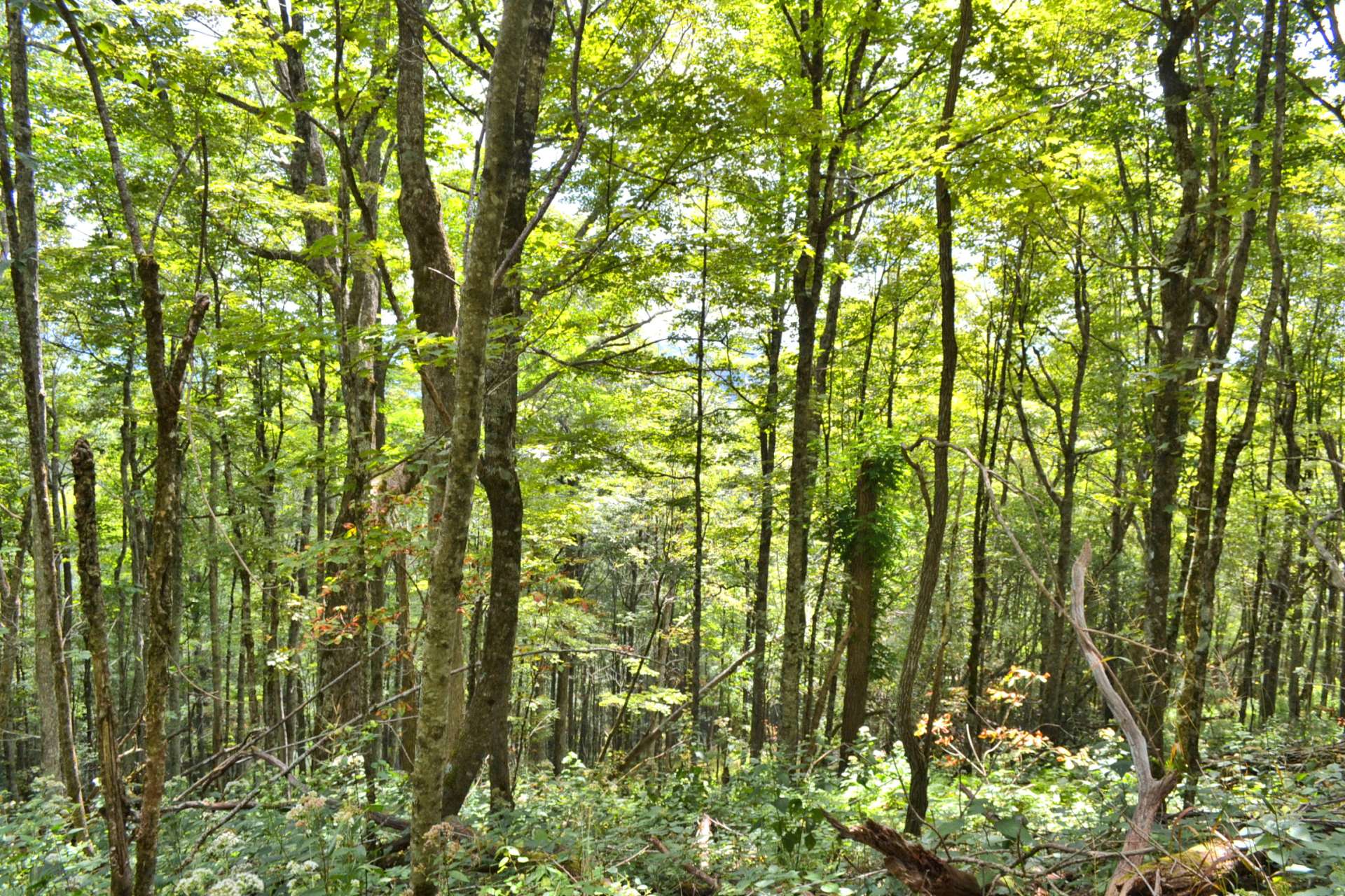 The adjoining lot 10 is also available. Call today for more information on our listing S297A.