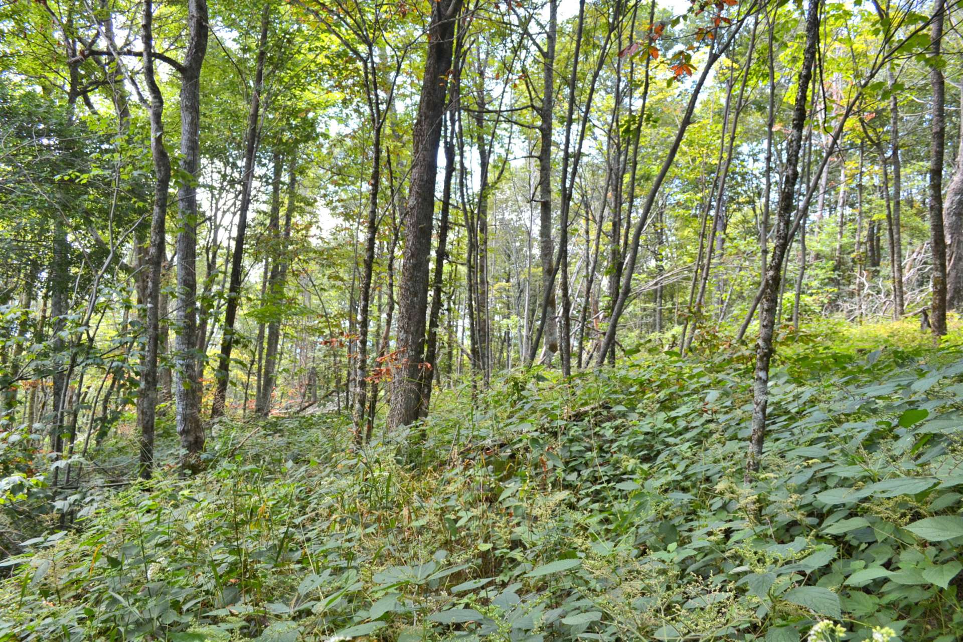 The terrain is perfect for the site of your new Virginia Mountain retreat or primary home.