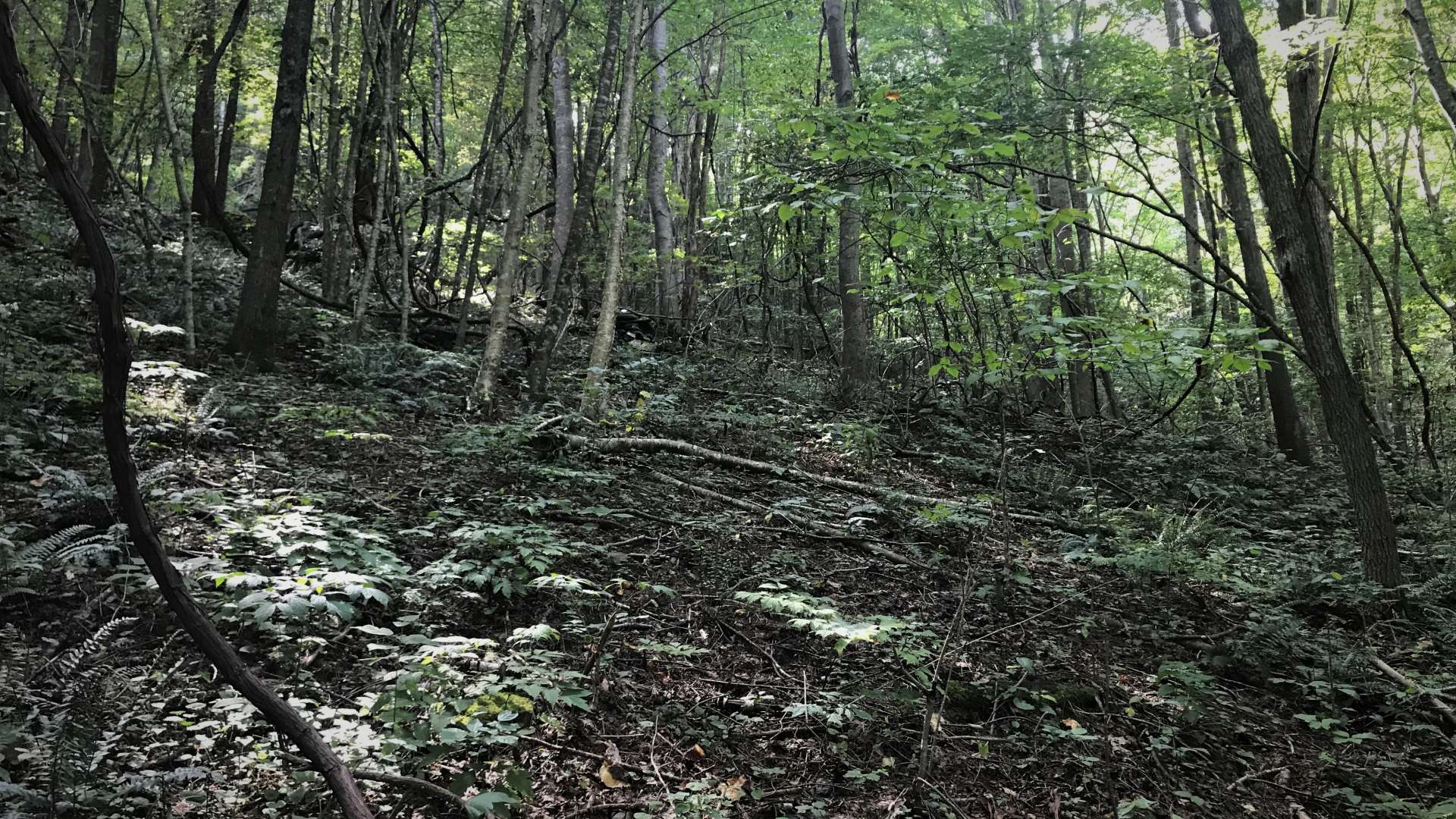 Totally wooded, this tract offers a diverse mixture of hardwoods, evergreens, and mountain foliage.  This tract is also home to a variety of wildlife including whitetail deer, turkey, and bears.