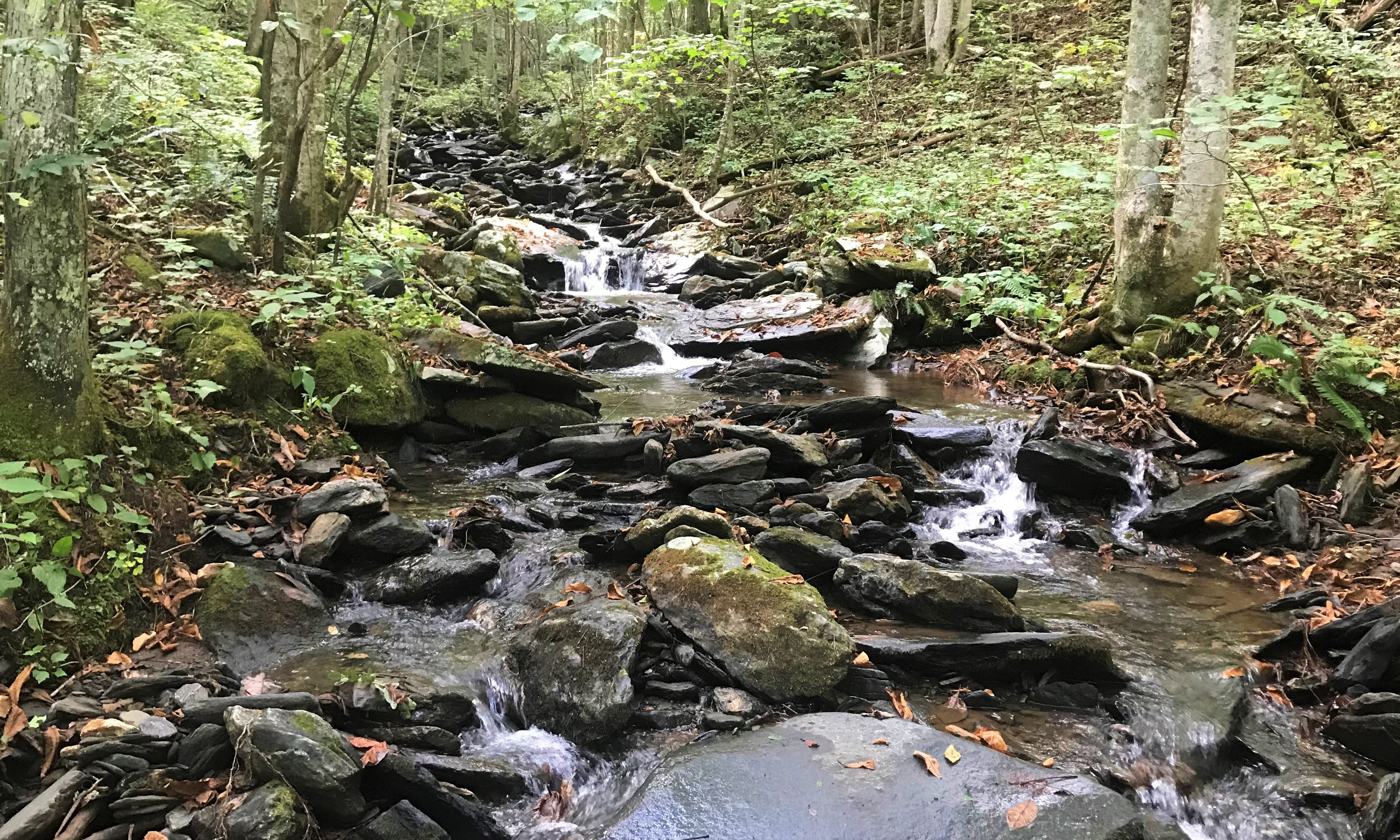 This private unrestricted 29.44 acre tract of land boasts a noisy mountain creek that tumbles for over 1,500 feet along the northern edge of this pristine wooded acreage tract located off of Edwin Blevins Road in the Jefferson area of Ashe County in the North Carolina Mountains.