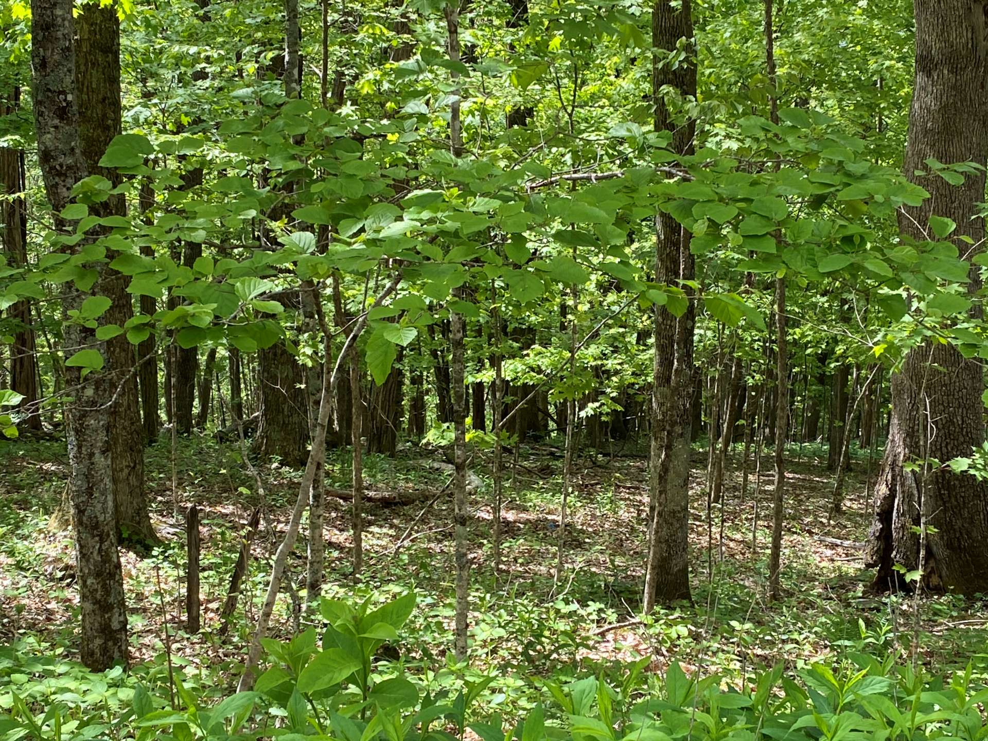 This beautifully wooded homesite is located in Laurel Mountain, a well established Southern Ashe County community  in Todd.