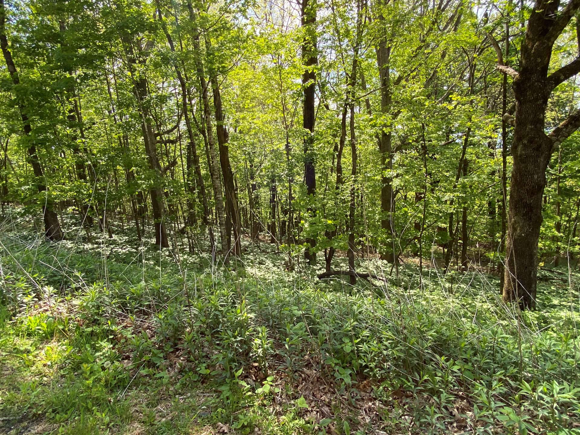This beautifully wooded lot offers a diverse mixture of hardwoods, evergreens, and native mountain foliage.