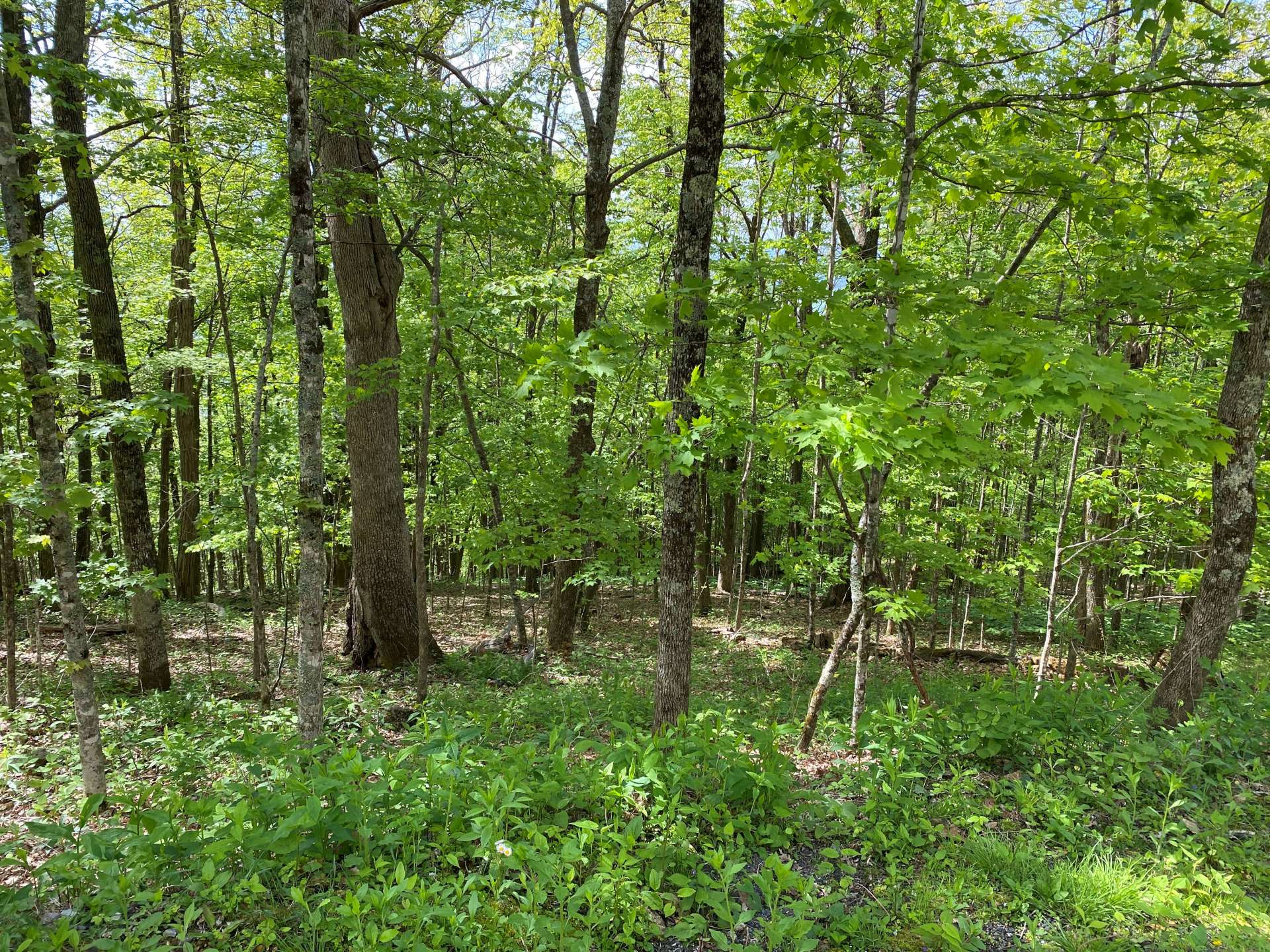 Shhhhhhh... you can almost hear the rustling of fallen leaves as a whitetail deer wanders through the mountain.