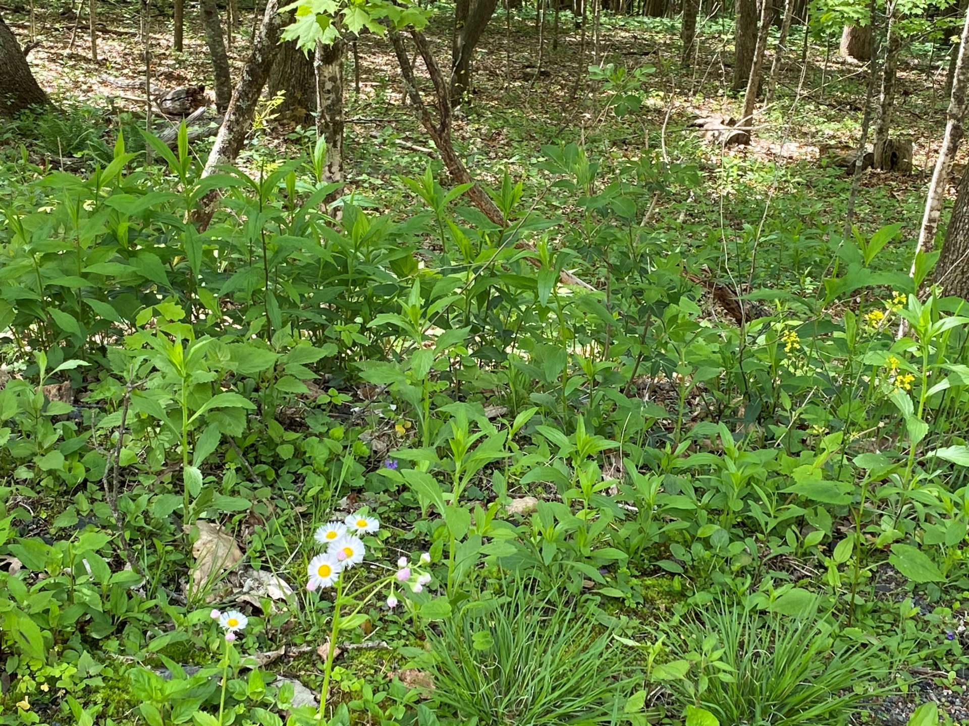 Wildflowers and wildlife are yours to observe.