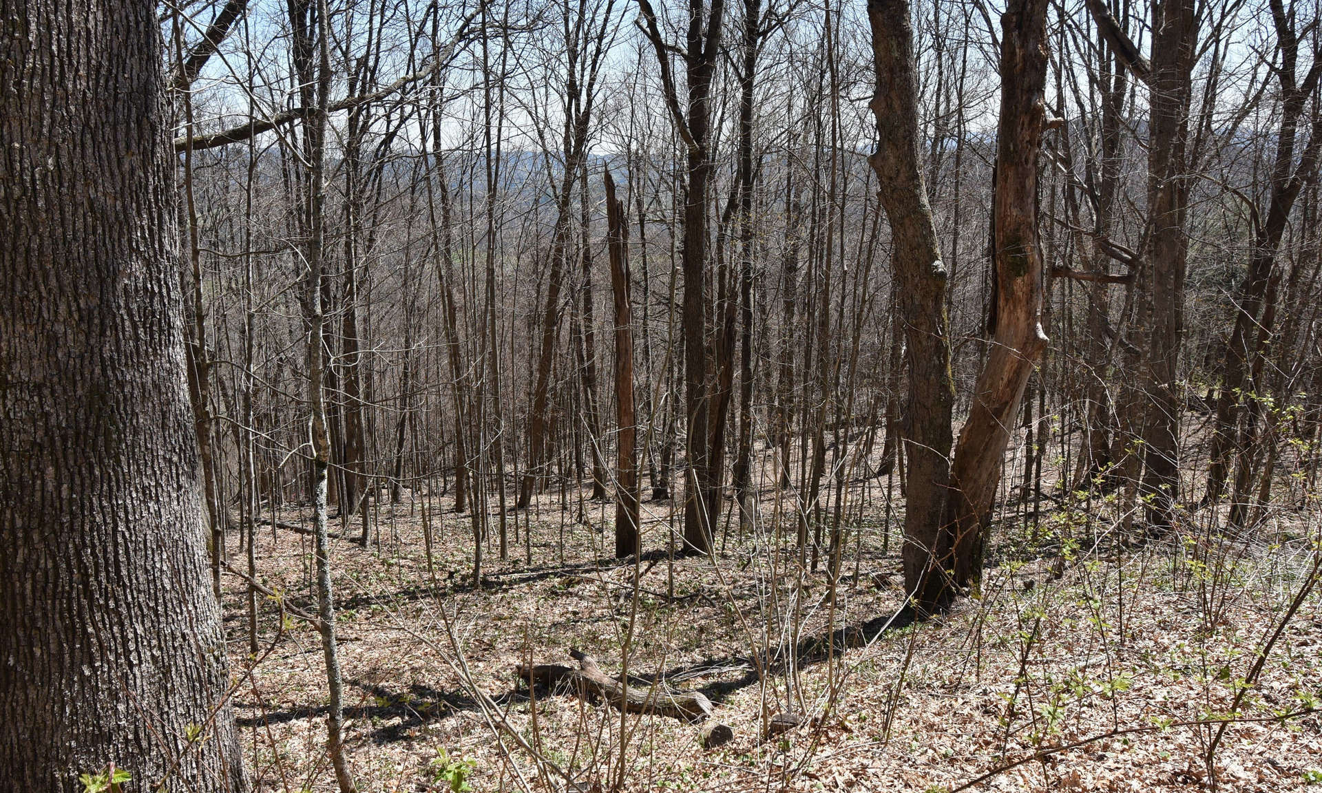 This beautifully wooded homesite is located in Laurel Mountain, a well established Southern Ashe County community  in Todd.