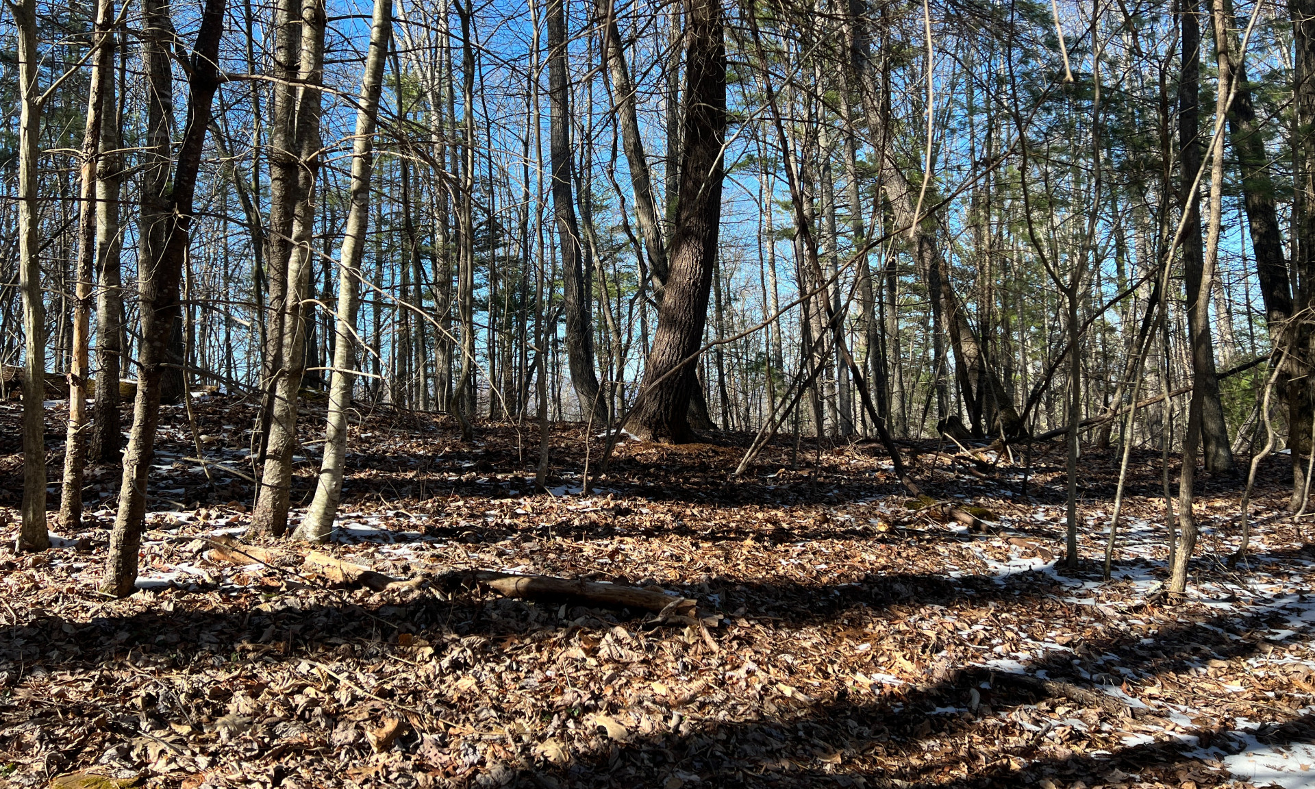 Wooded NC Mountain Homesite