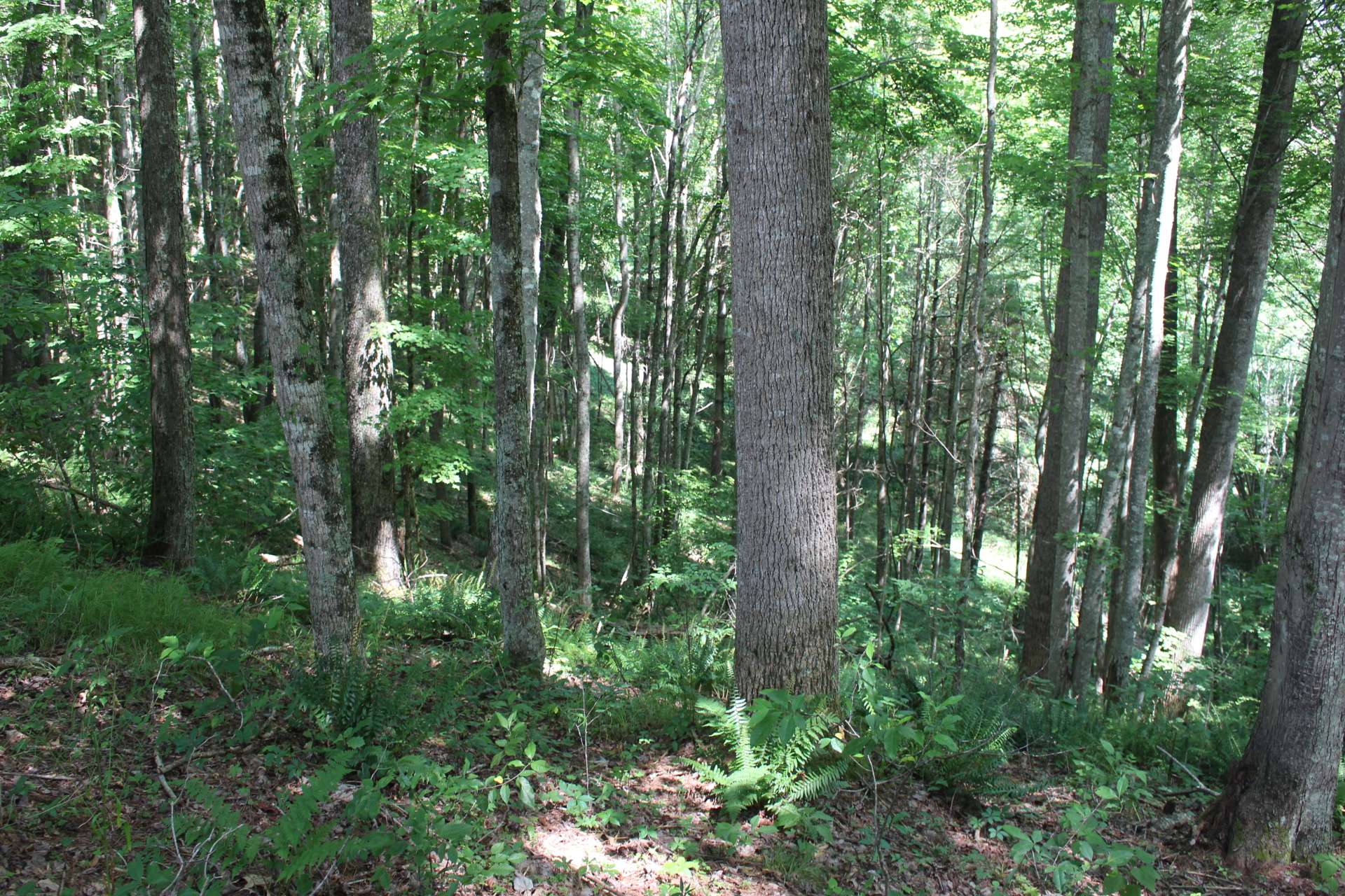 The terrain is mixed with Native hardwoods, evergreens and native mountain foliage.