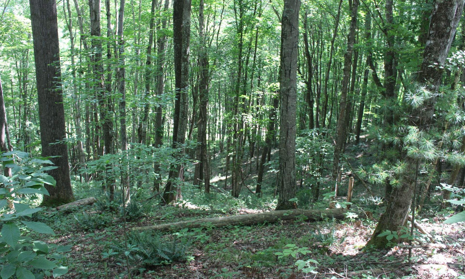 This beautifully wooded mountain tract is a combination of 2 parcels for a total of 10.35 acres featuring mature timber, plenty of wildlife, several potential building sites, and potential views with some tree clearing. 